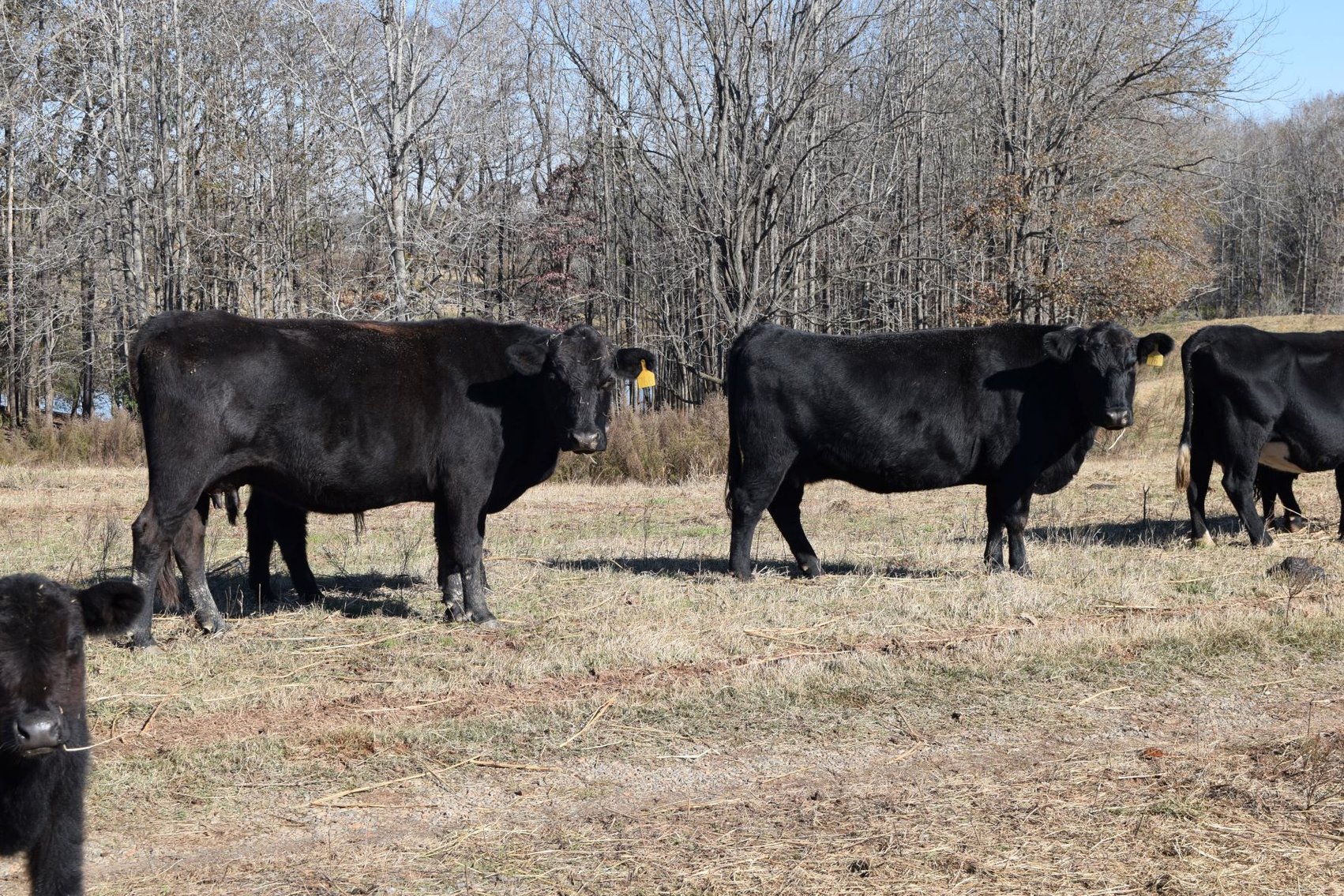 Image for CATTLE AUCTION