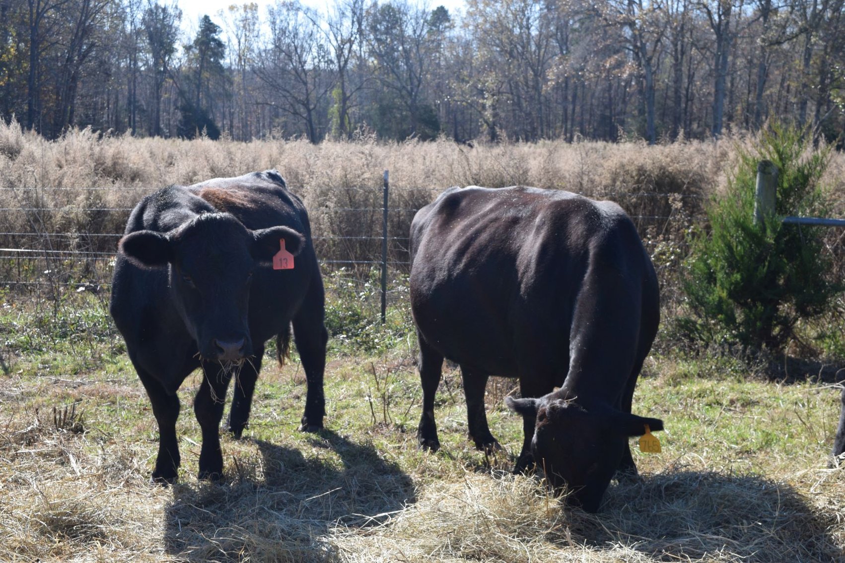 Image for CATTLE AUCTION