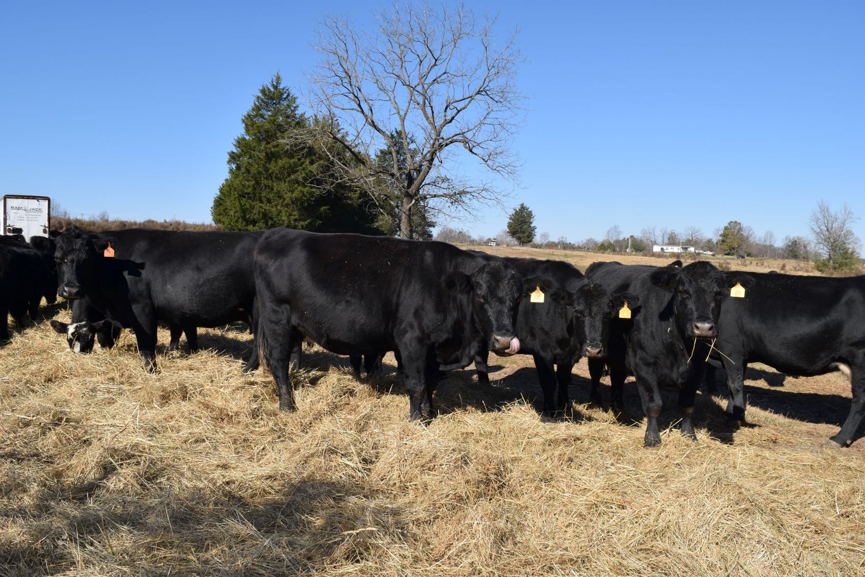 Image for CATTLE AUCTION