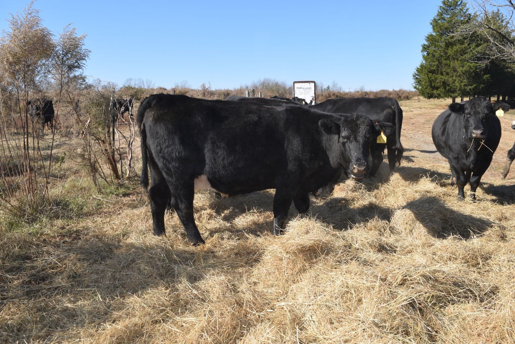 Image for CATTLE AUCTION