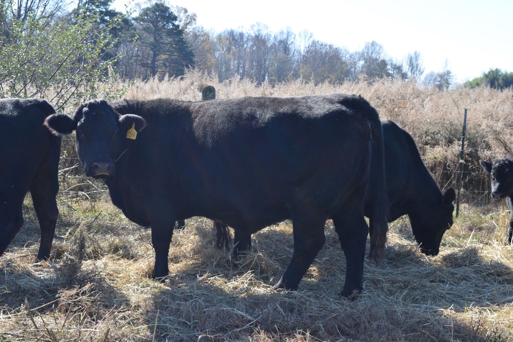 Image for CATTLE AUCTION