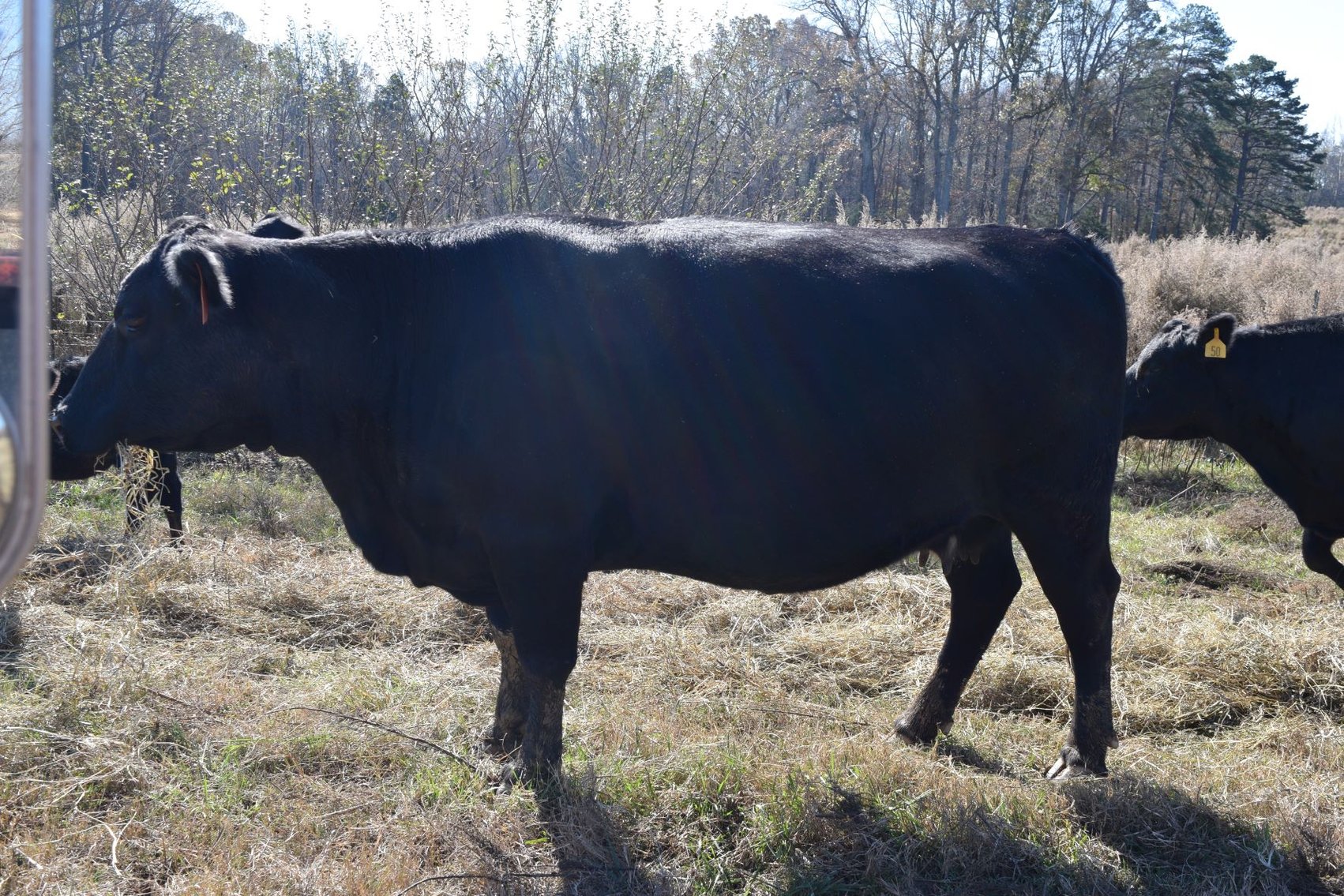 Image for CATTLE AUCTION