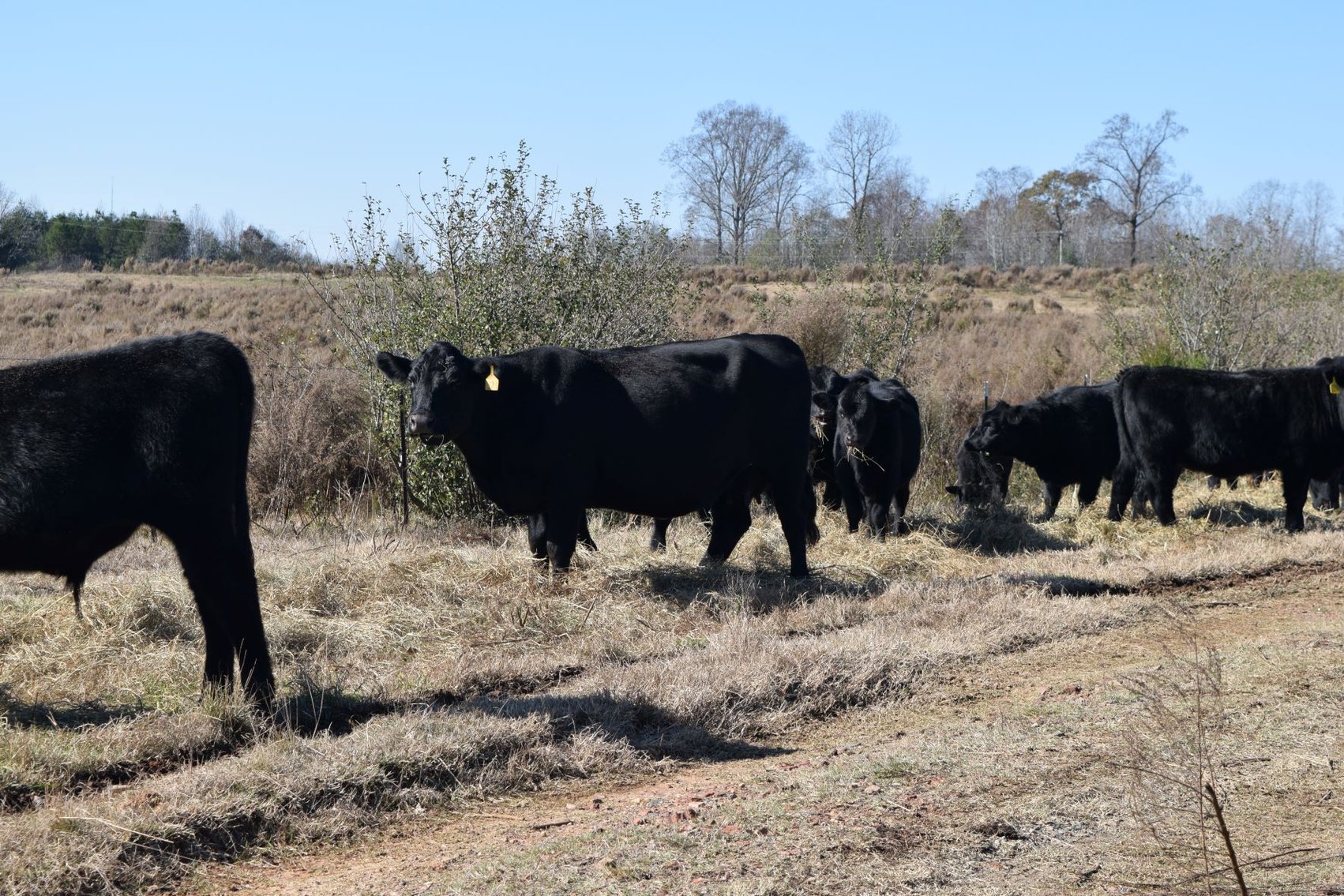 Image for CATTLE AUCTION