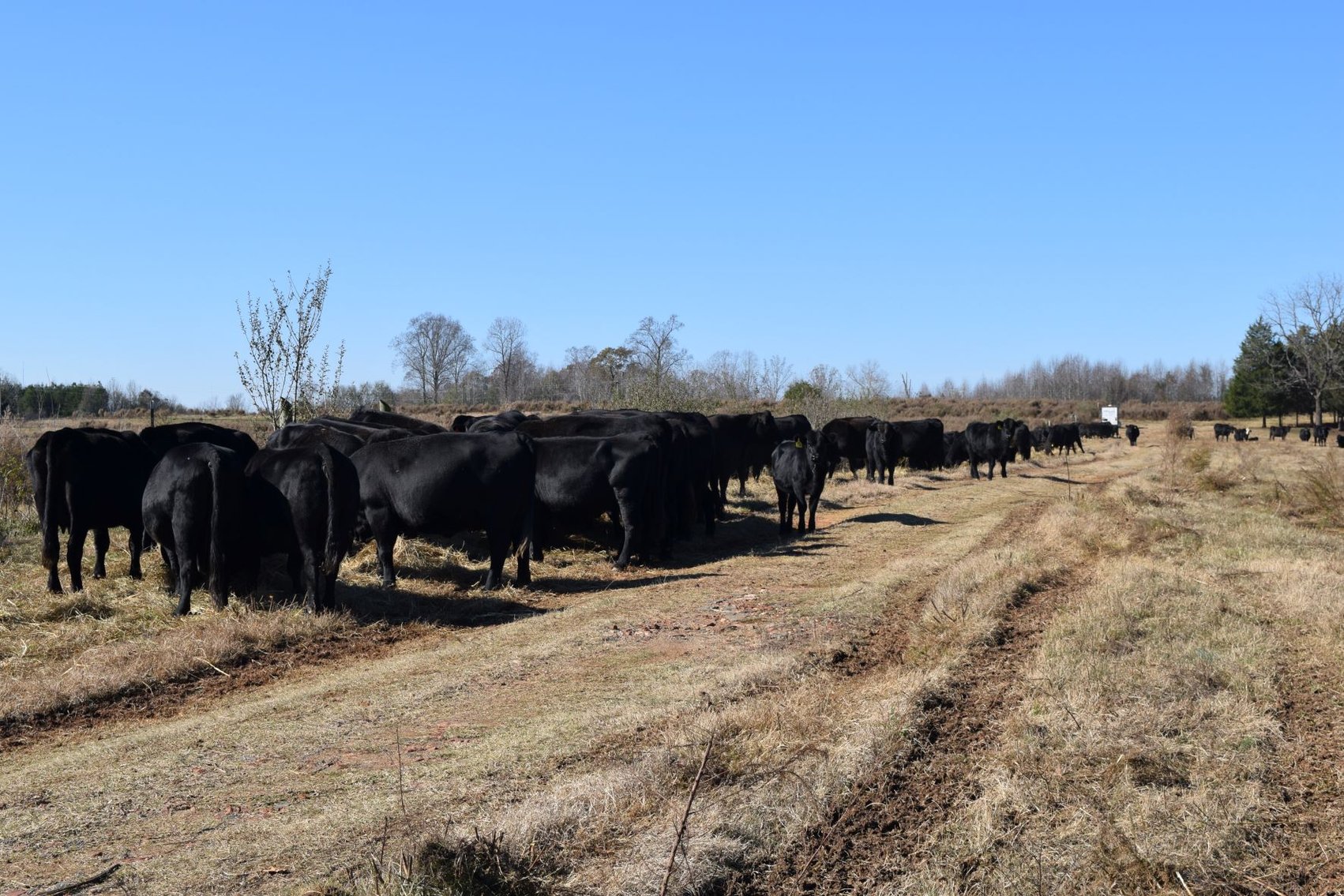 Image for CATTLE AUCTION