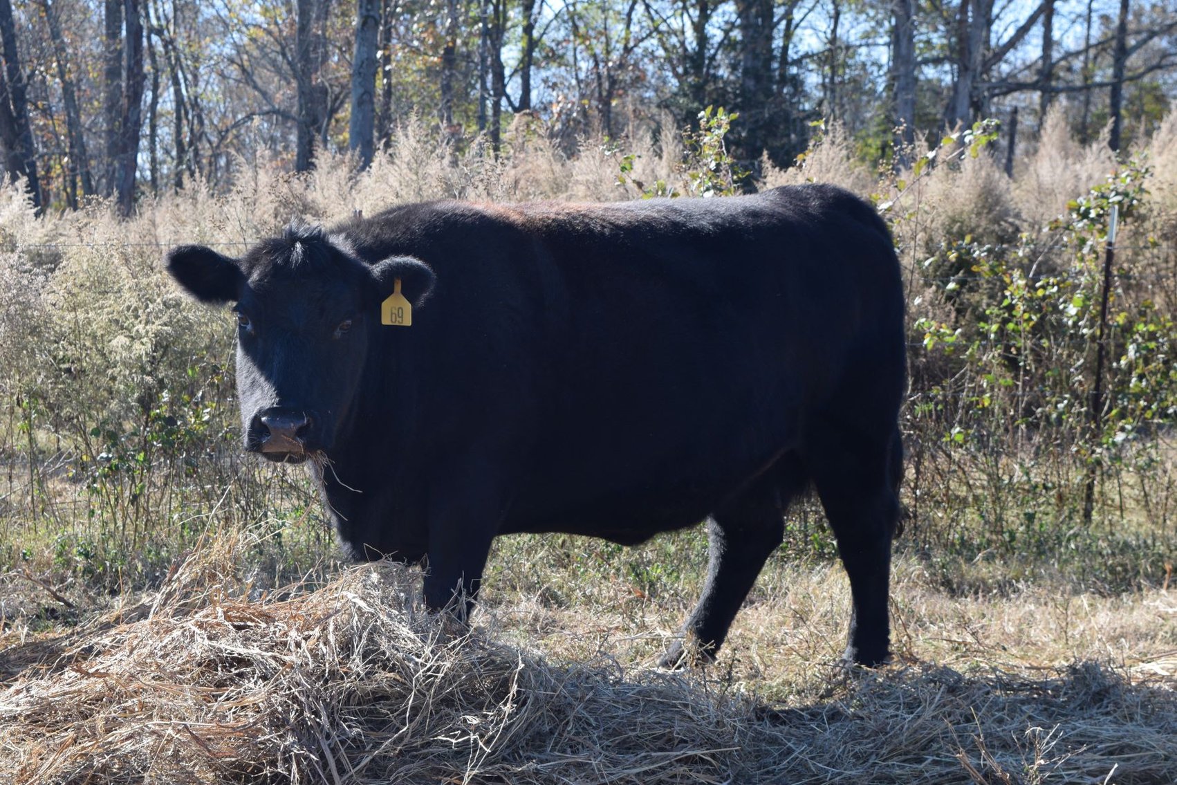 Image for CATTLE AUCTION