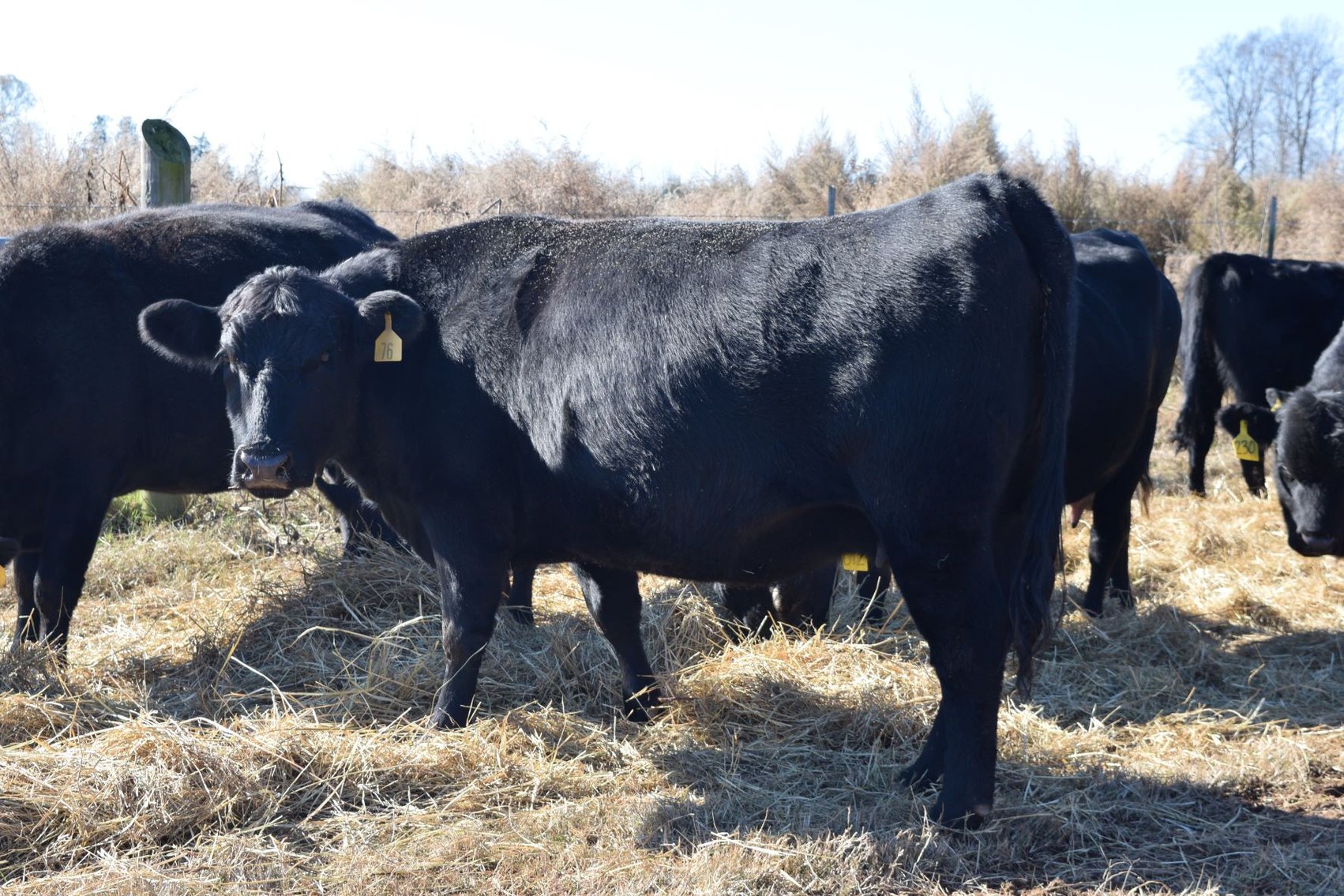 Image for CATTLE AUCTION