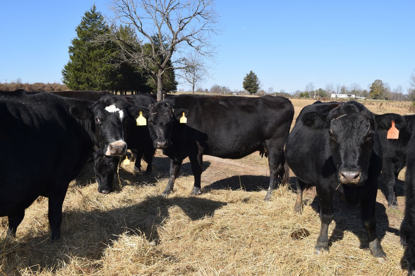 Image for CATTLE AUCTION