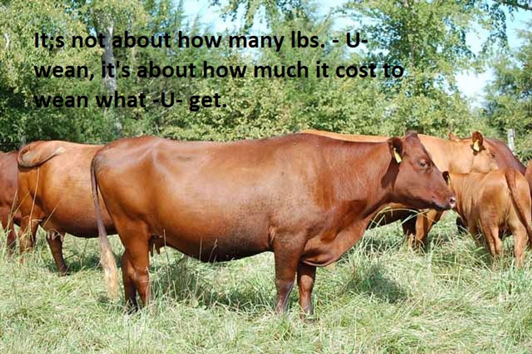 Image for CATTLE AUCTION