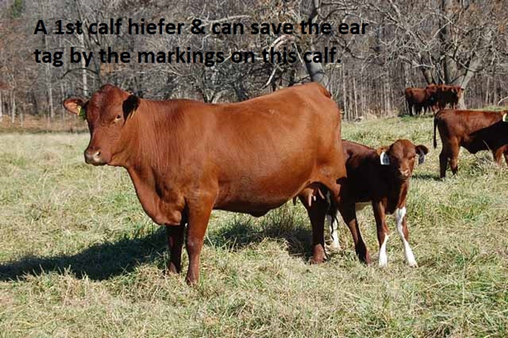 Image for CATTLE AUCTION