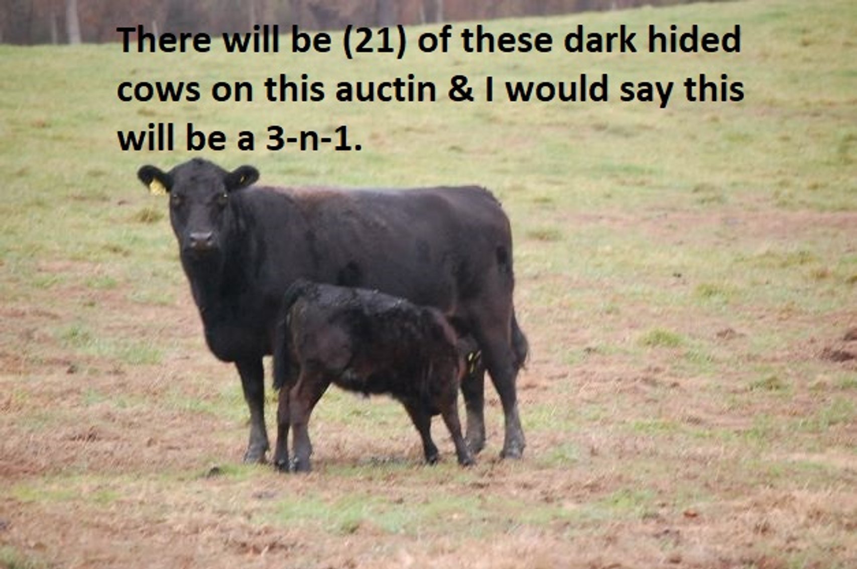 Image for CATTLE AUCTION