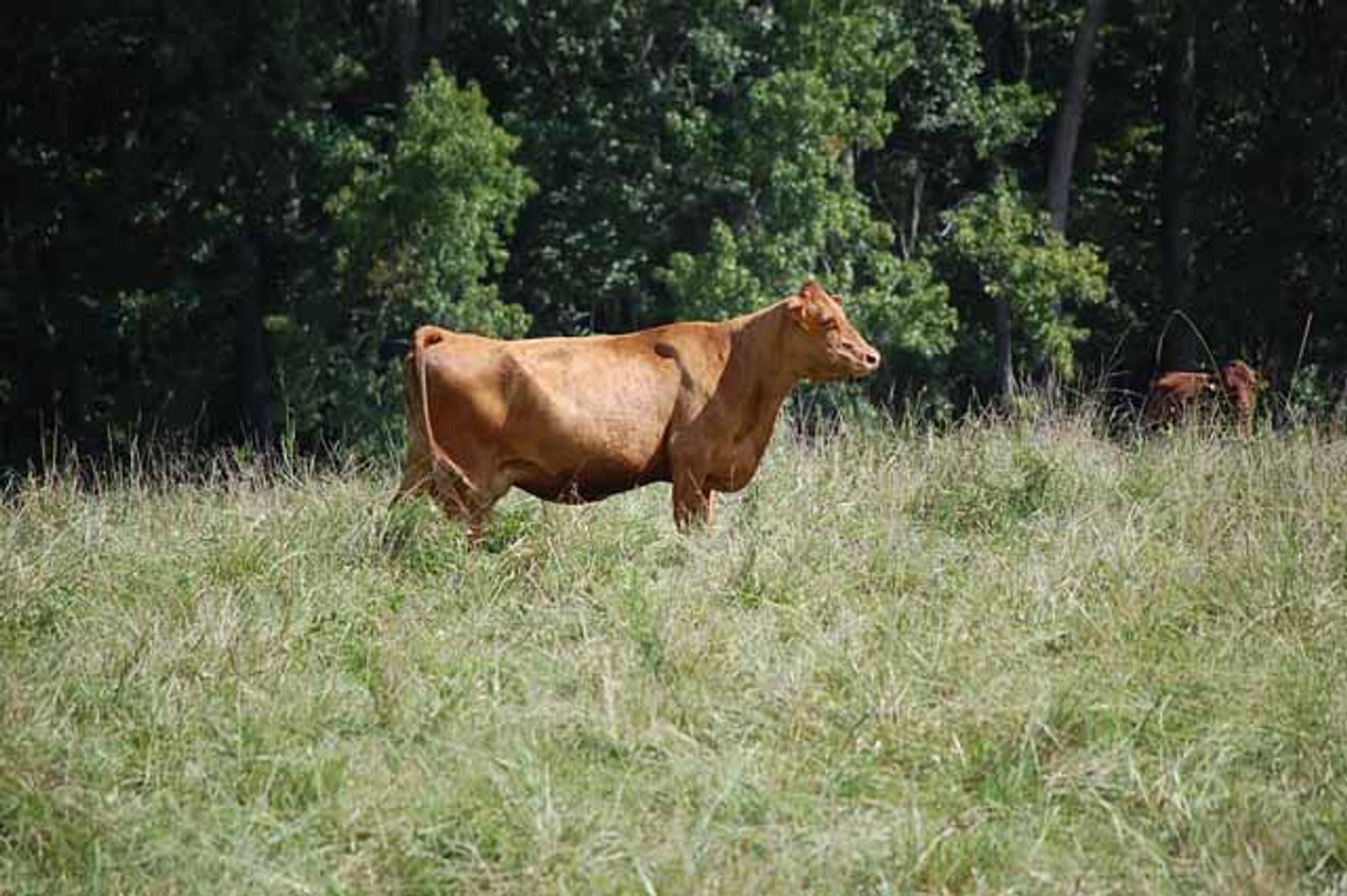Image for CATTLE AUCTION