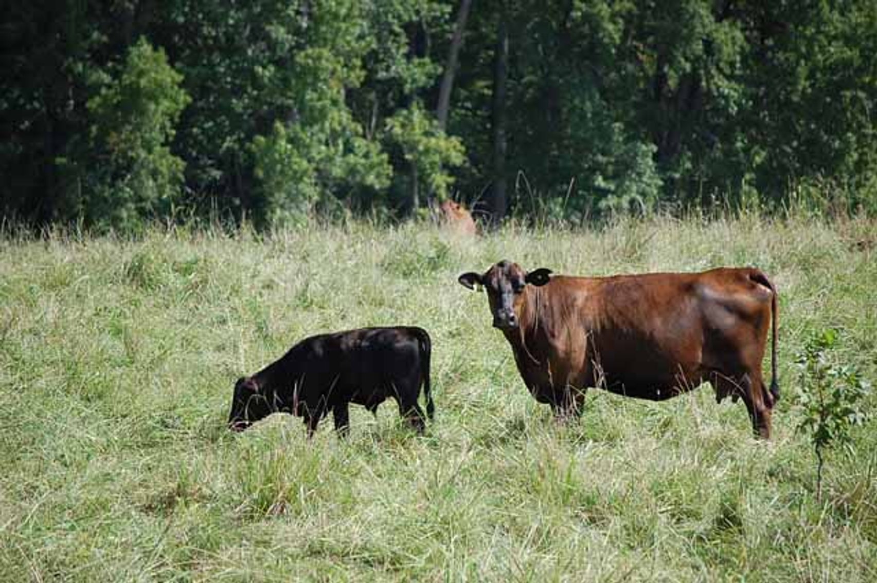 Image for CATTLE AUCTION