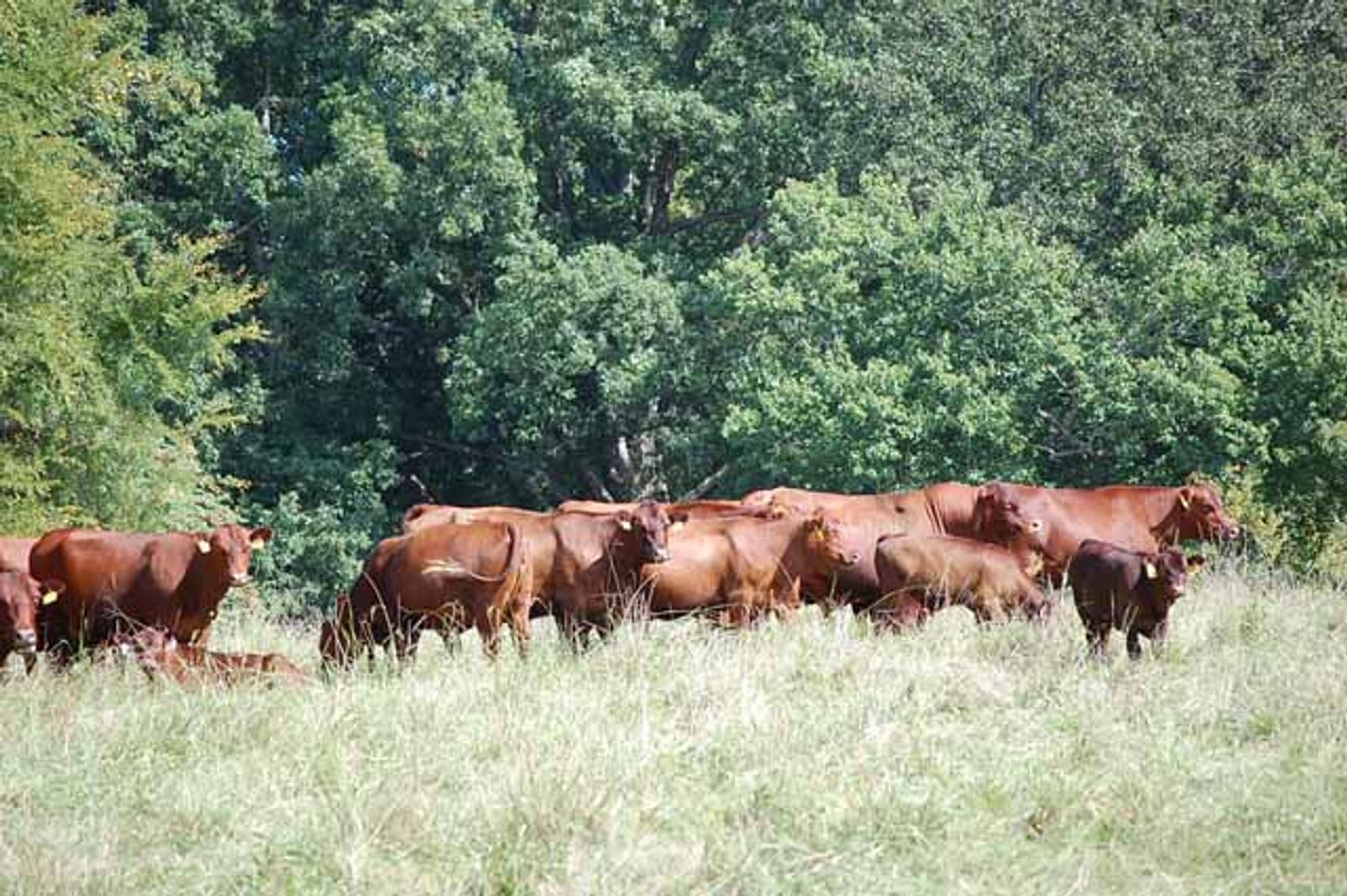Image for CATTLE AUCTION