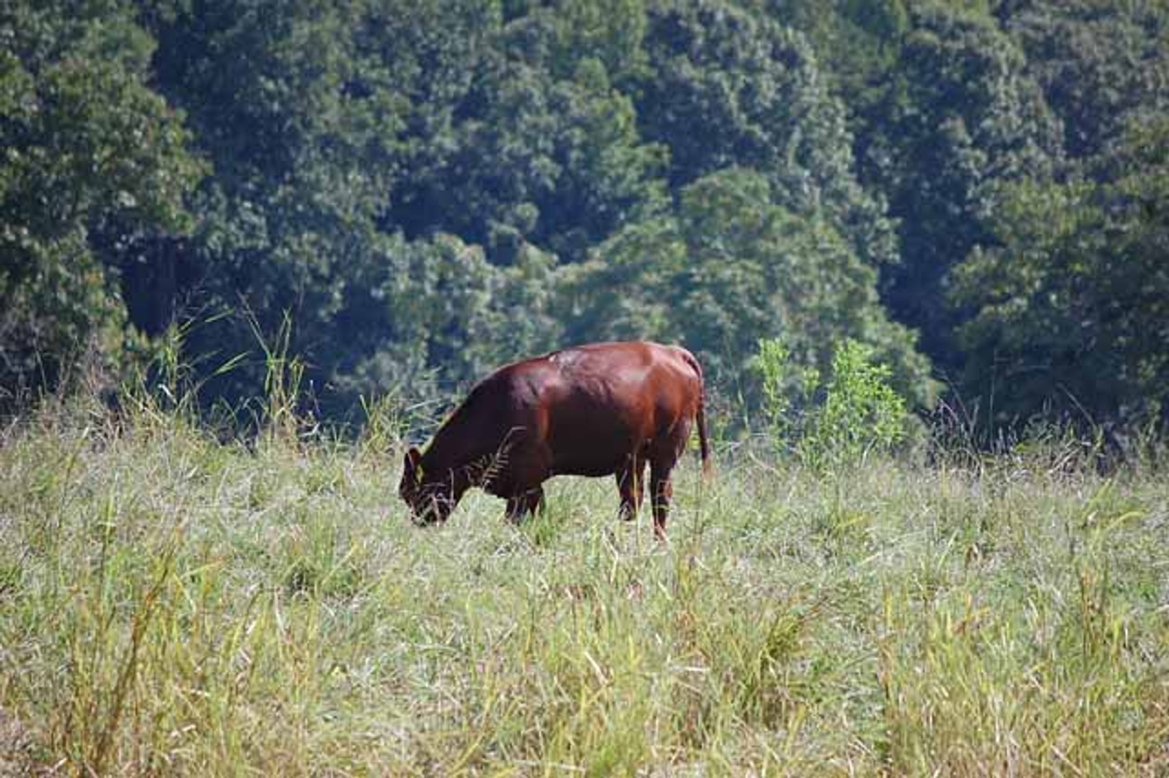 Image for CATTLE AUCTION