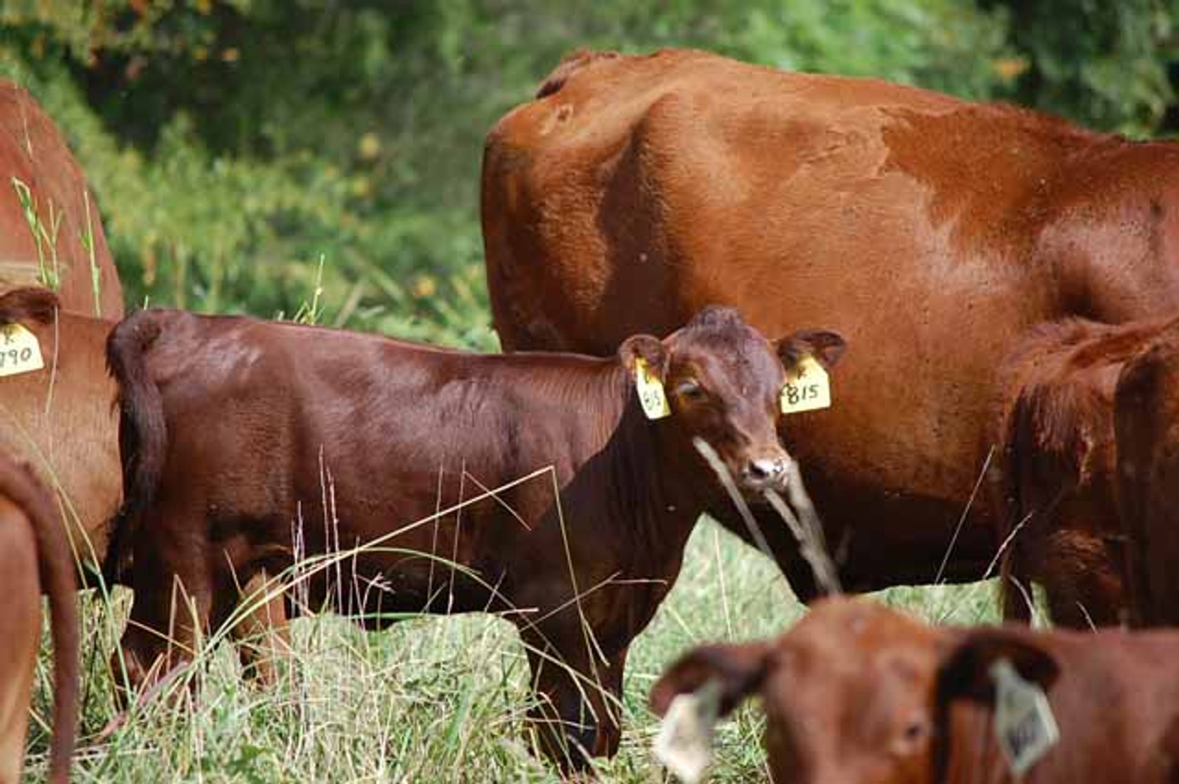 Image for CATTLE AUCTION