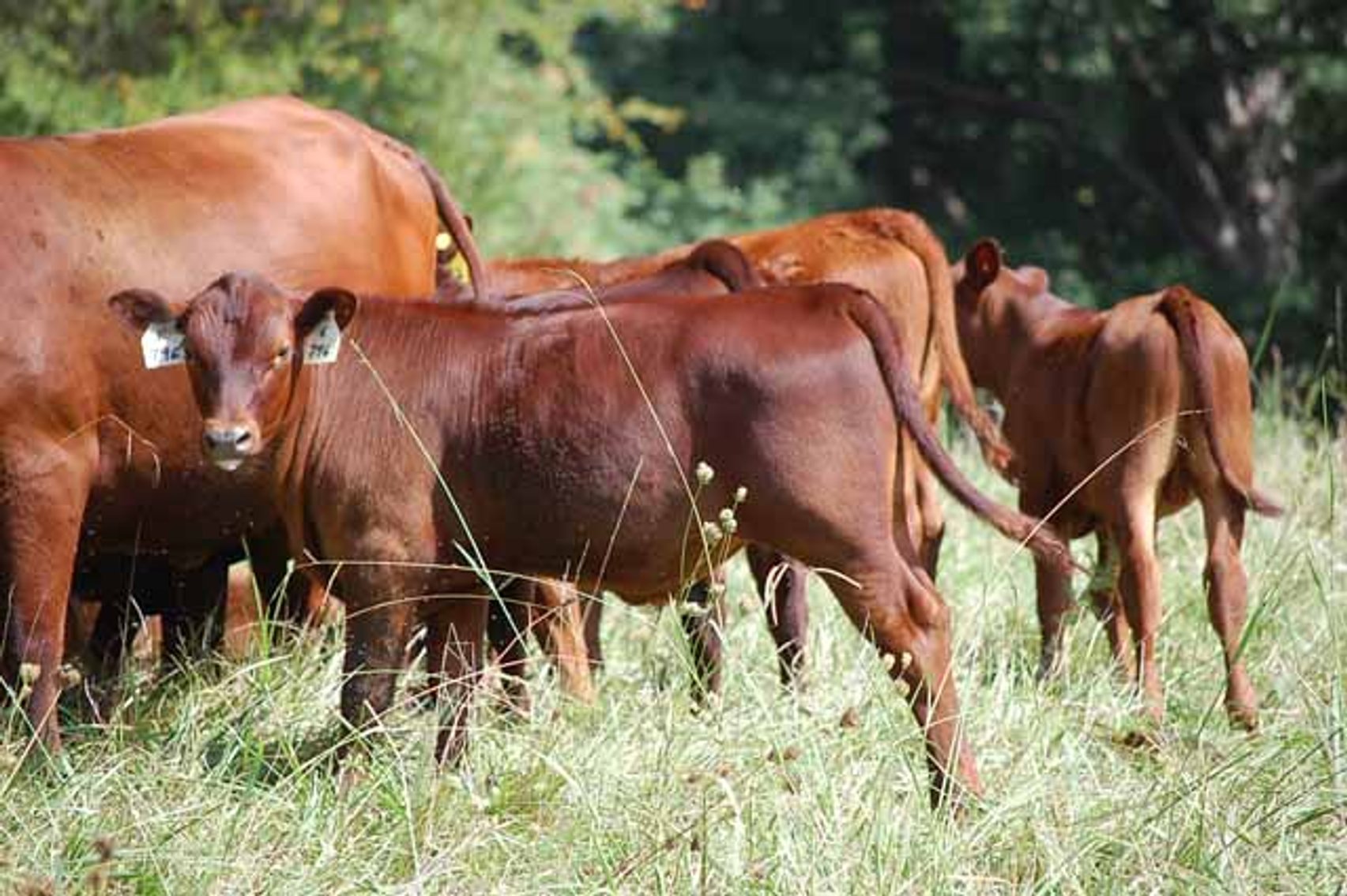 Image for CATTLE AUCTION