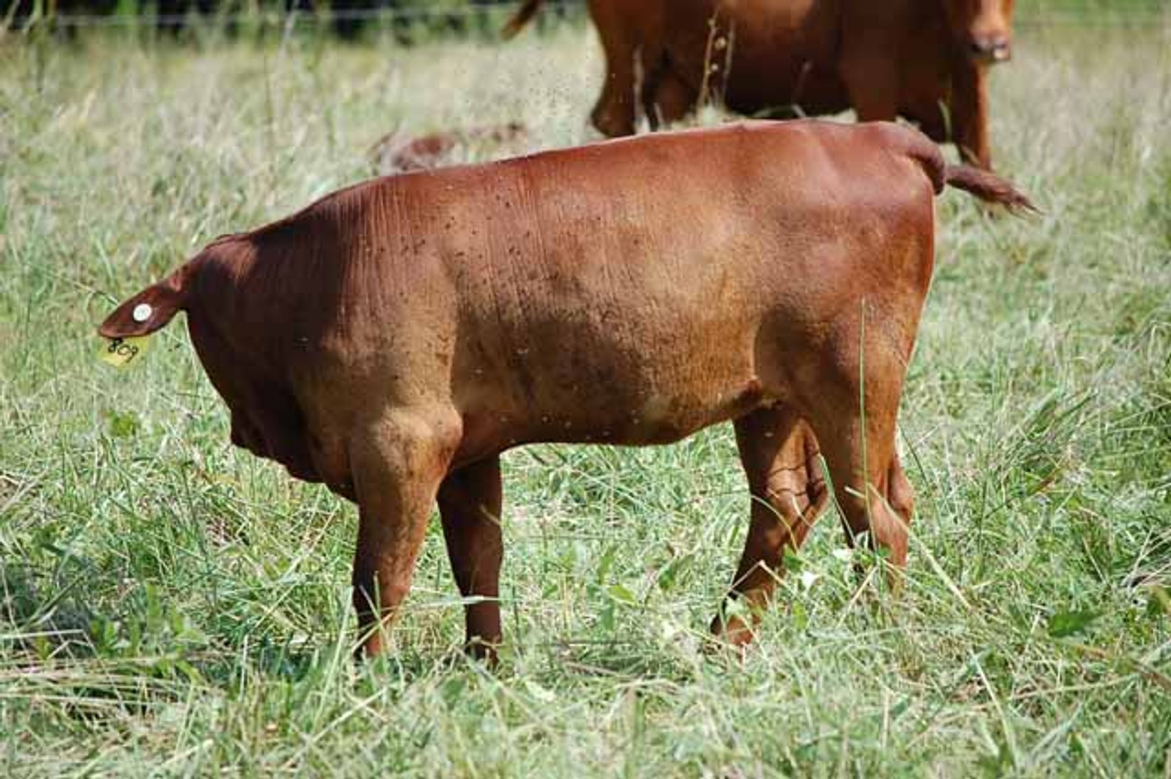 Image for CATTLE AUCTION