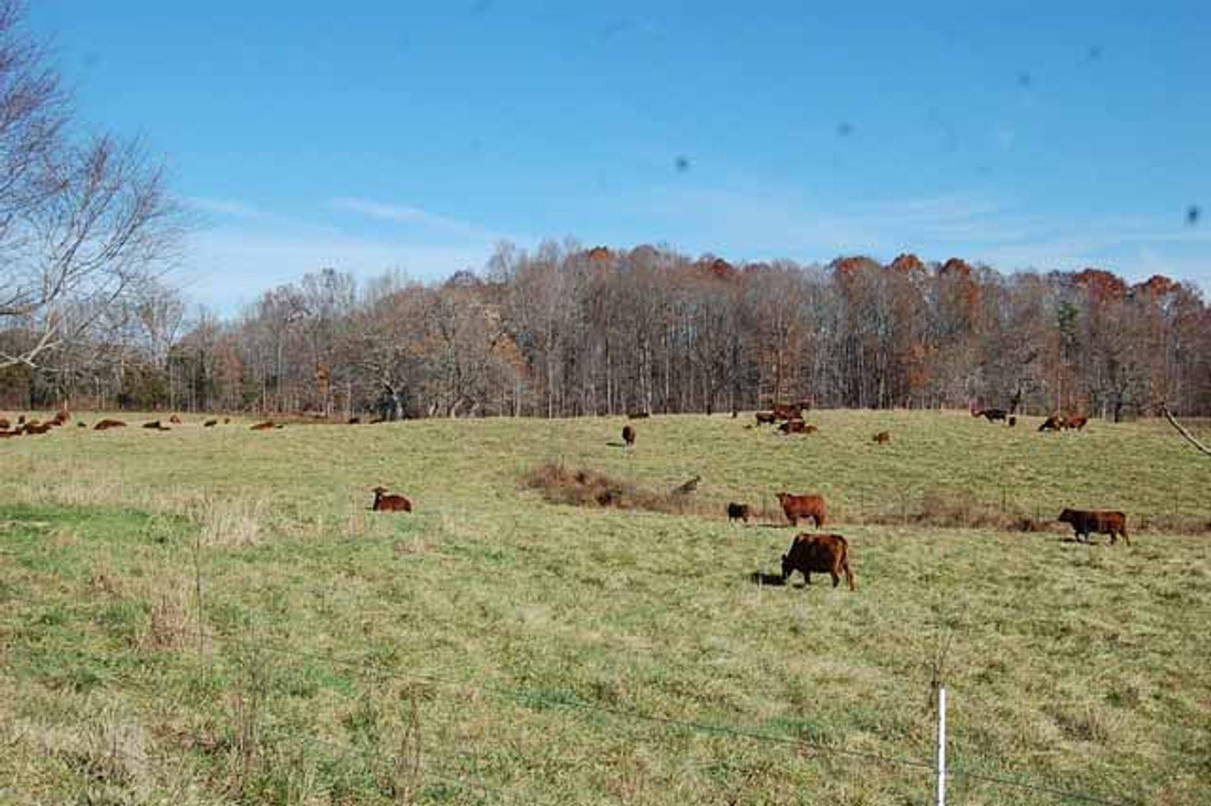 Image for CATTLE AUCTION