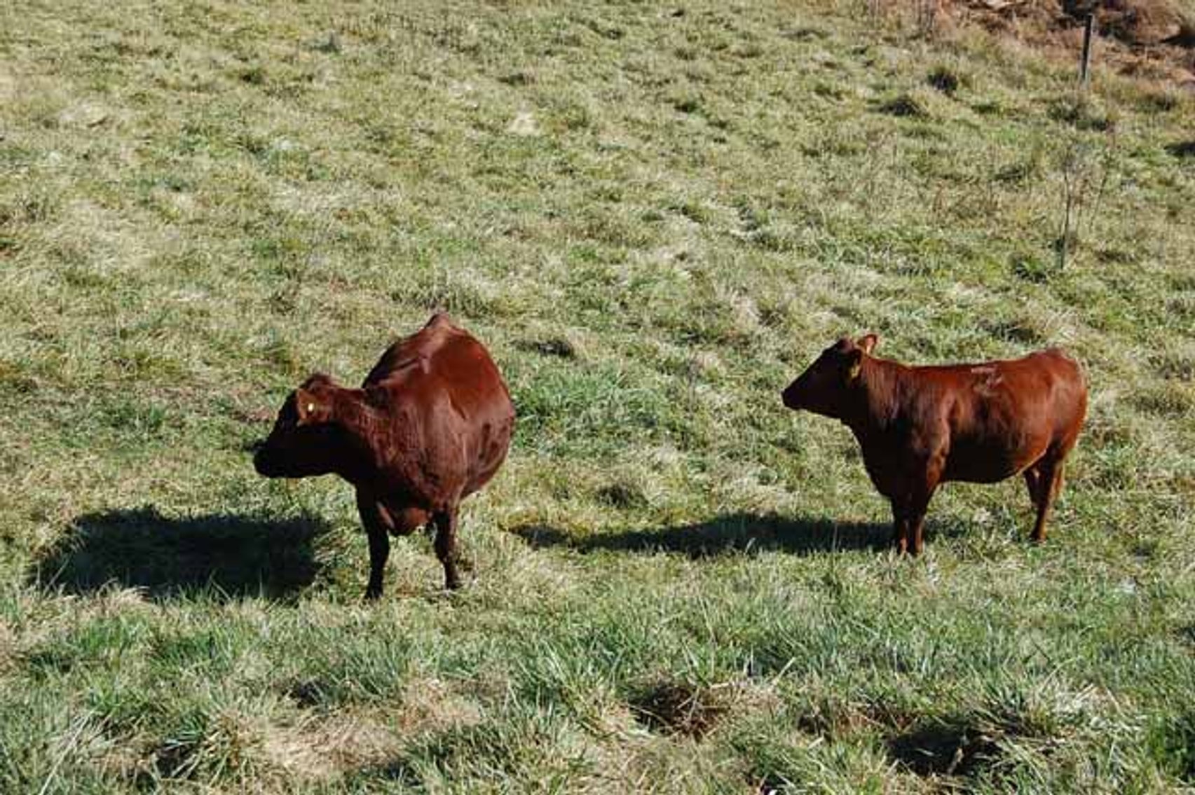 Image for CATTLE AUCTION