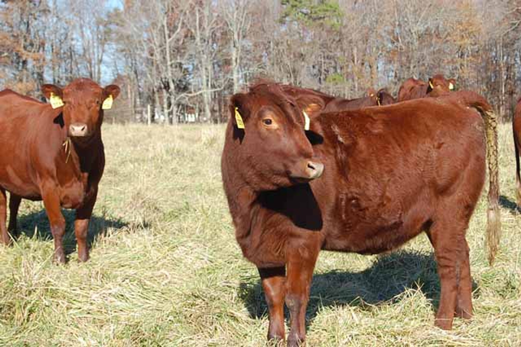 Image for CATTLE AUCTION