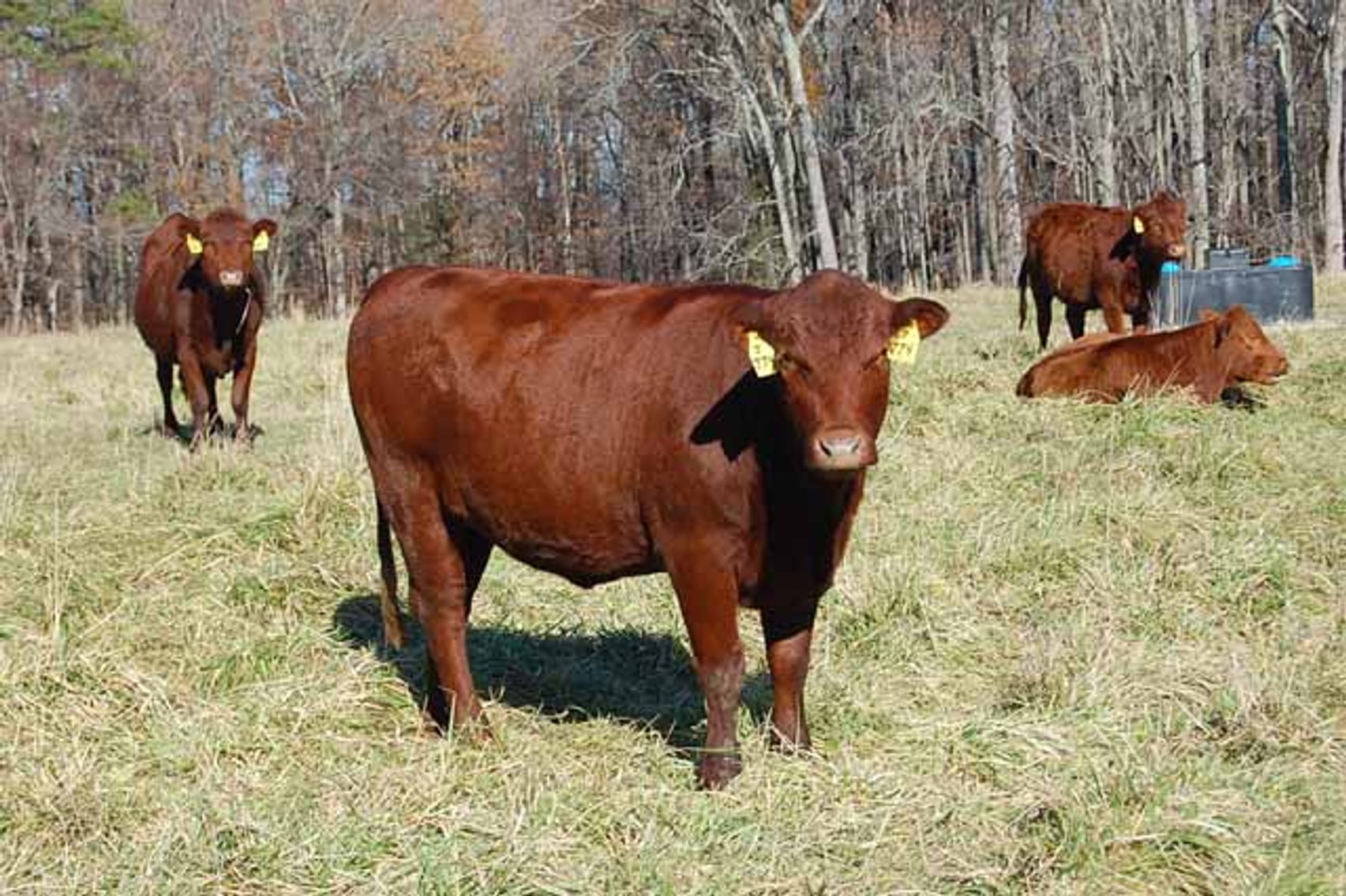 Image for CATTLE AUCTION