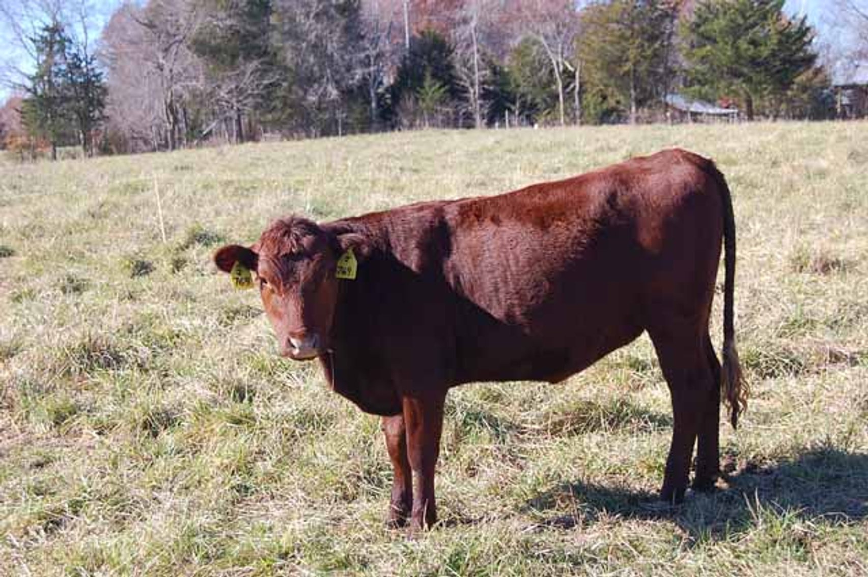 Image for CATTLE AUCTION