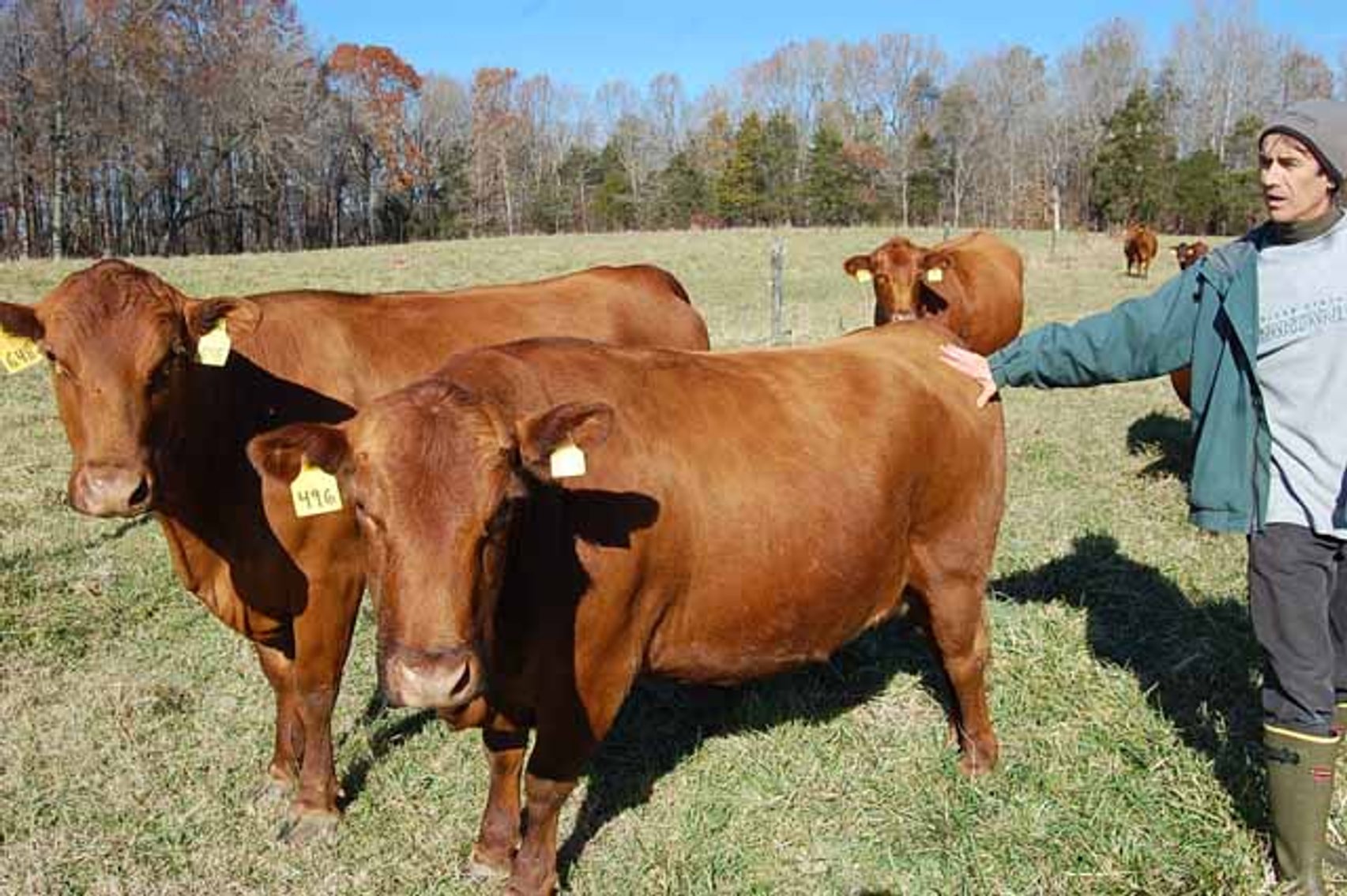 Image for CATTLE AUCTION