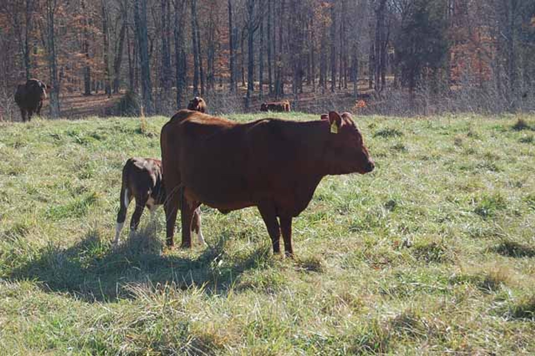 Image for CATTLE AUCTION