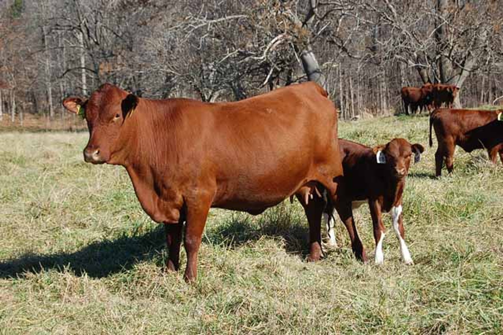 Image for CATTLE AUCTION