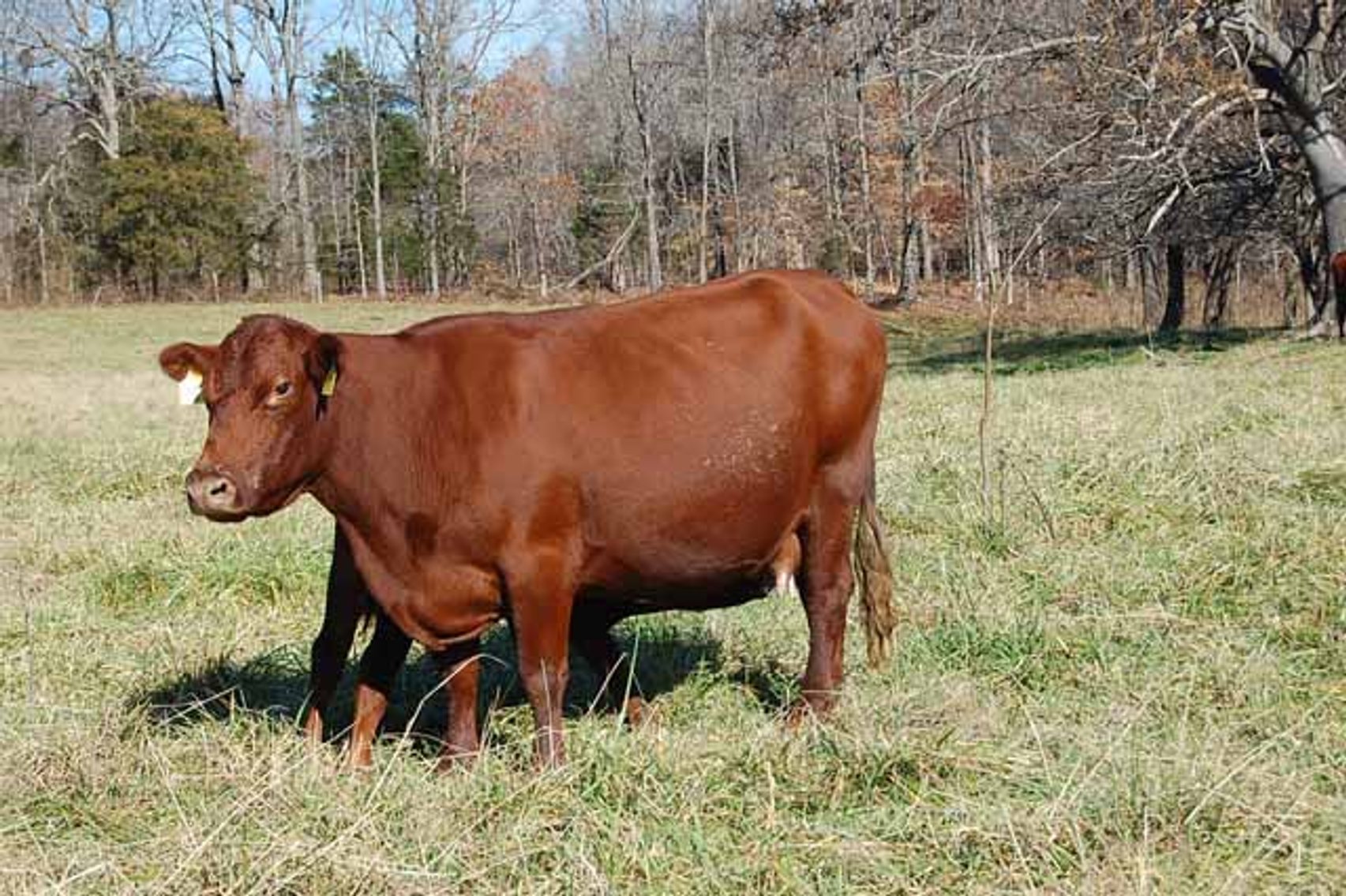 Image for CATTLE AUCTION