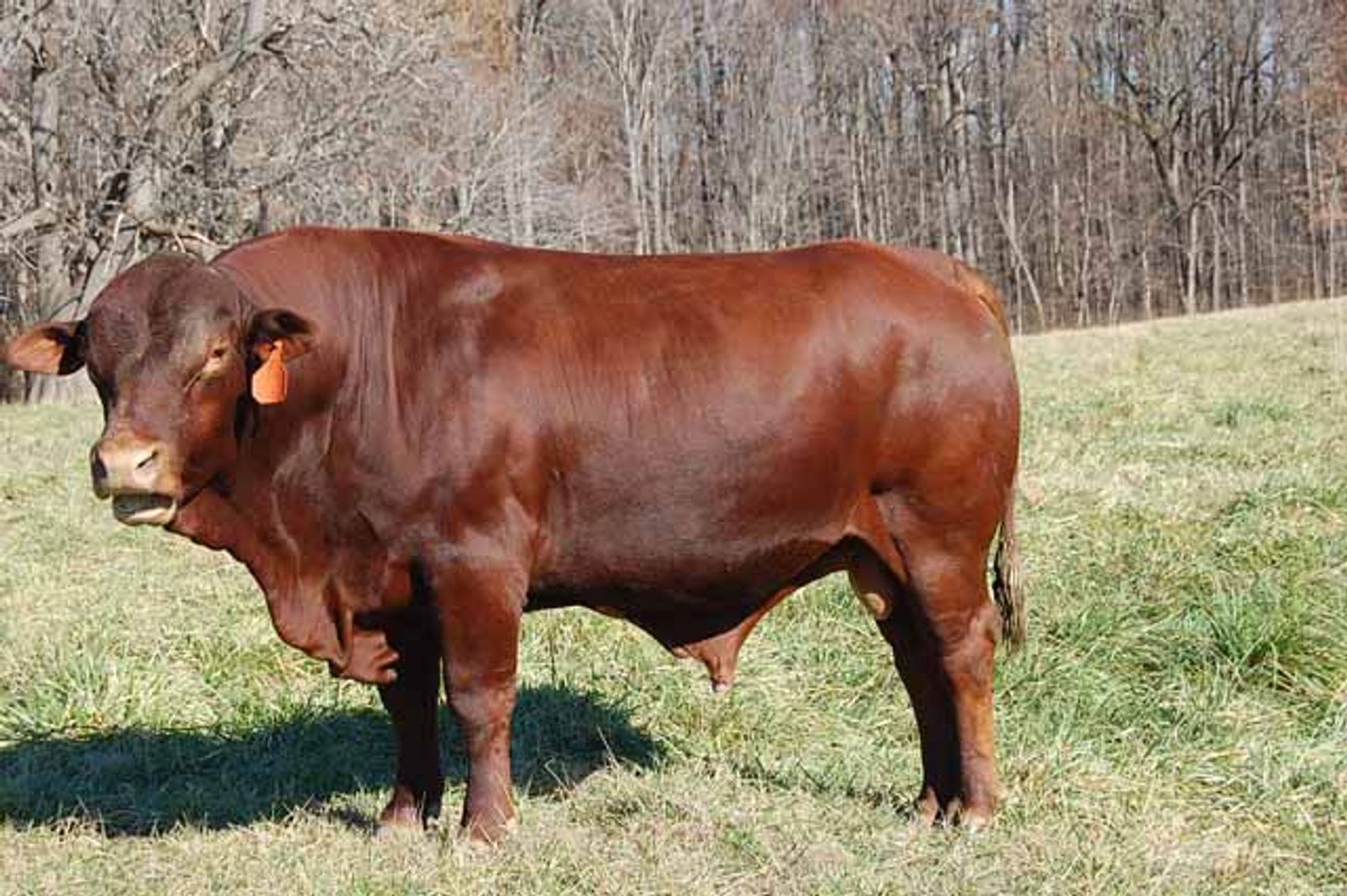 Image for CATTLE AUCTION