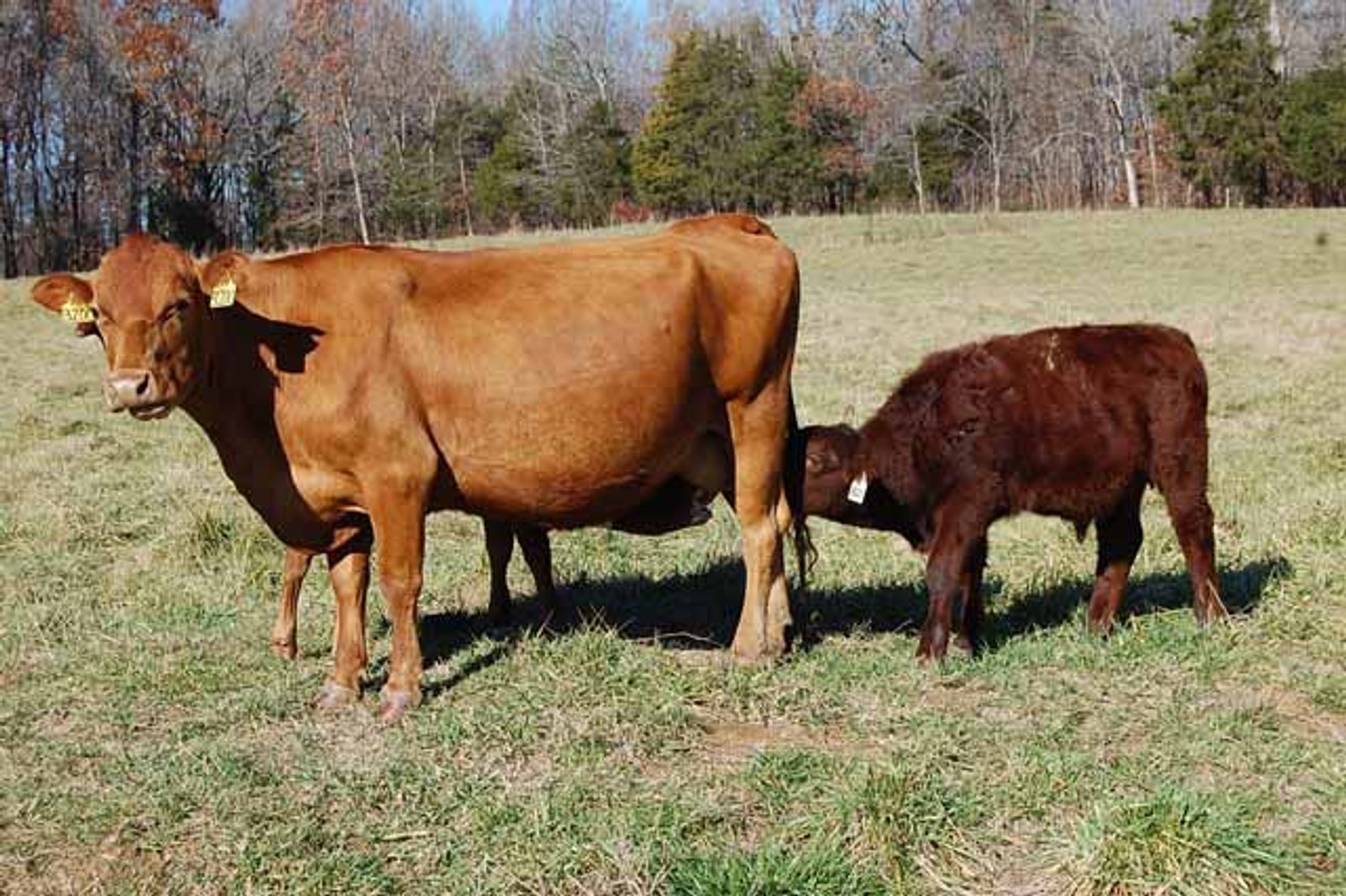 Image for CATTLE AUCTION