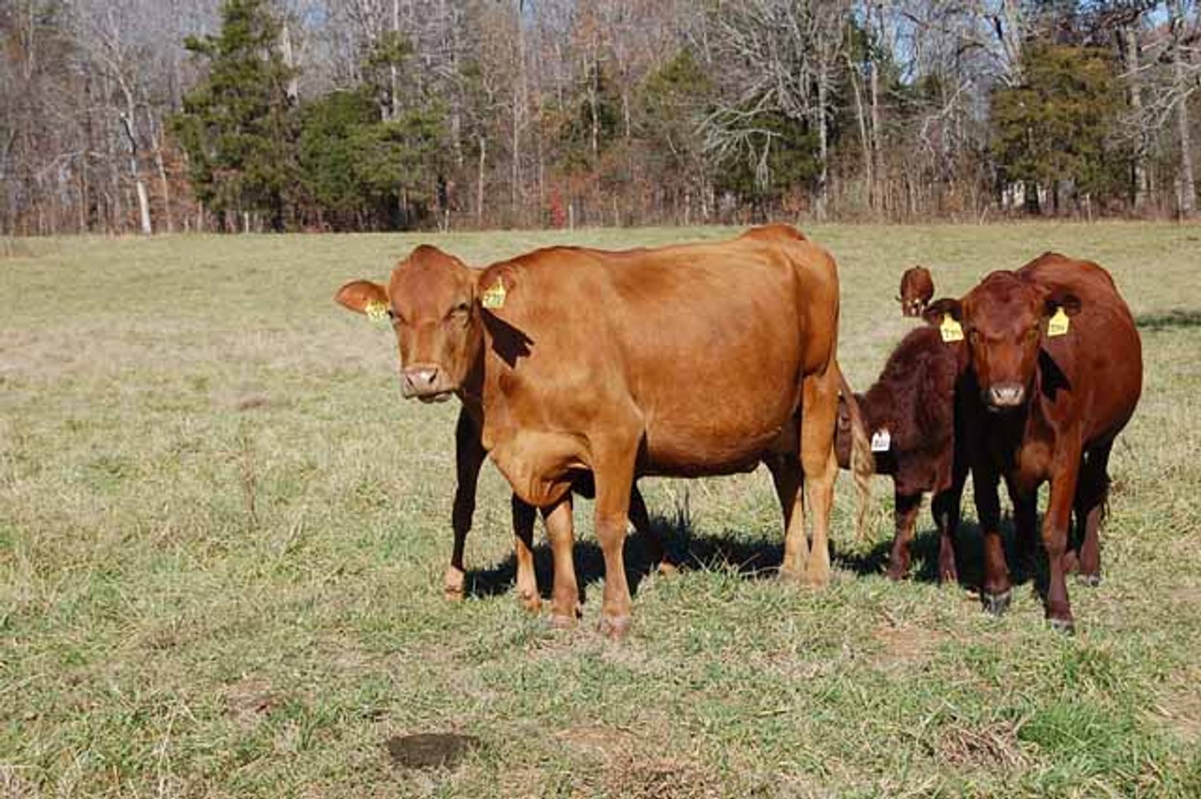 Image for CATTLE AUCTION