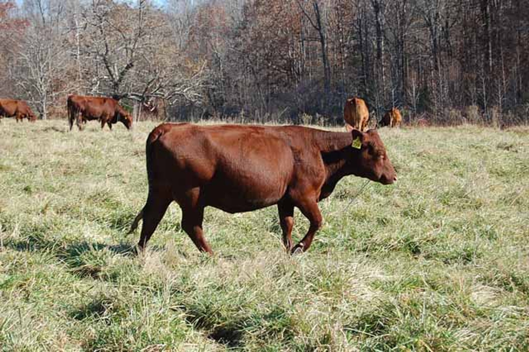 Image for CATTLE AUCTION