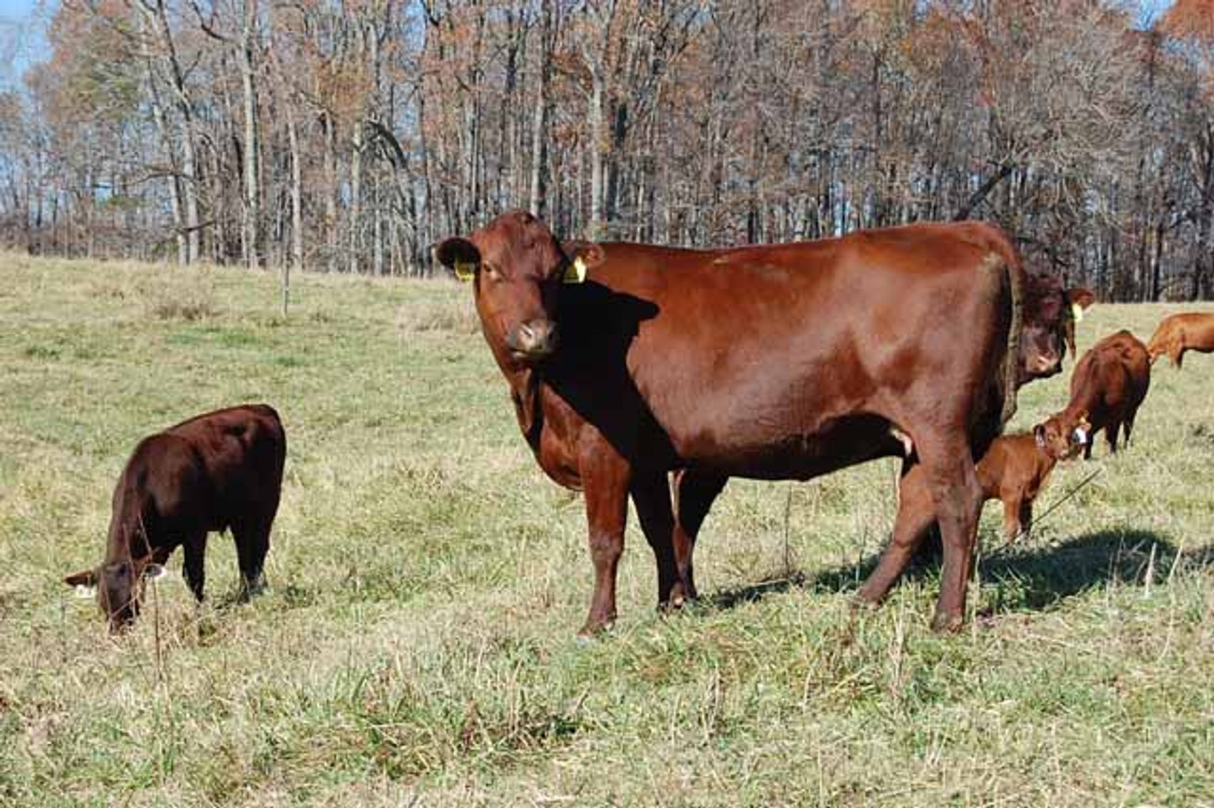 Image for CATTLE AUCTION