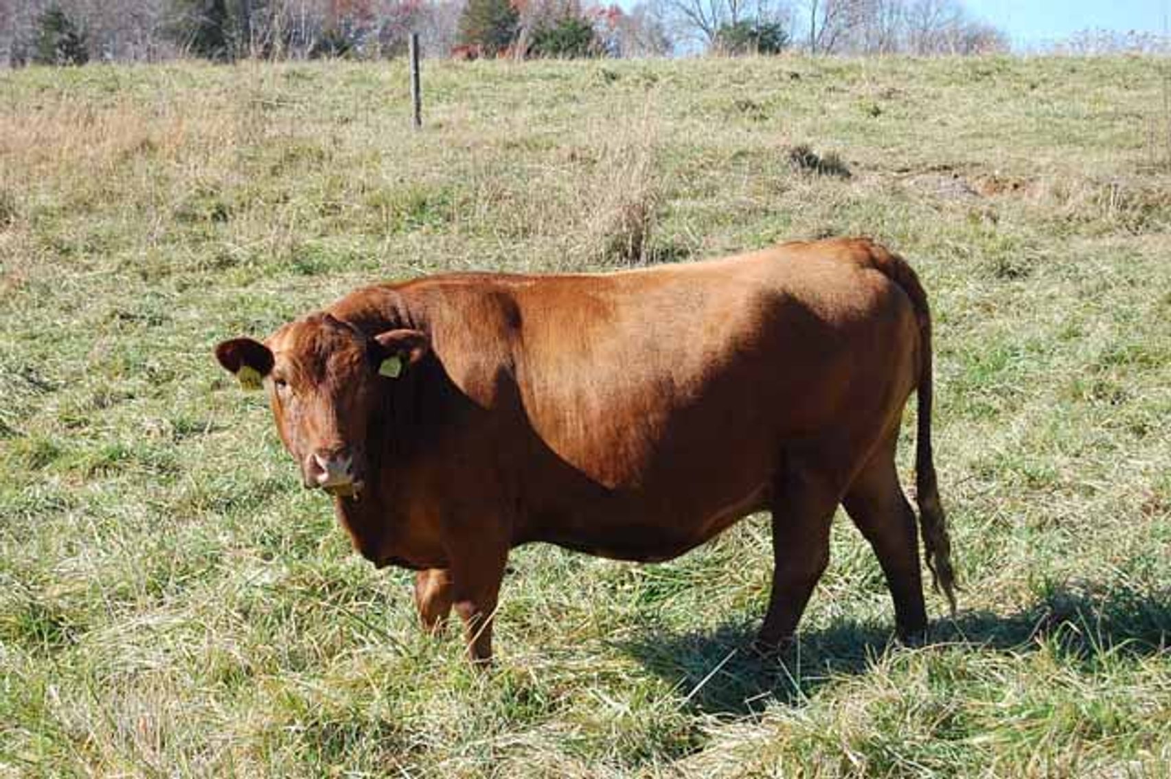 Image for CATTLE AUCTION