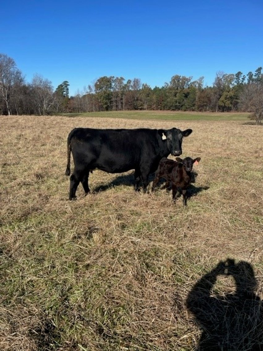 Image for CATTLE AUCTION