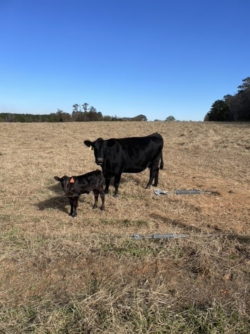 Image for CATTLE AUCTION