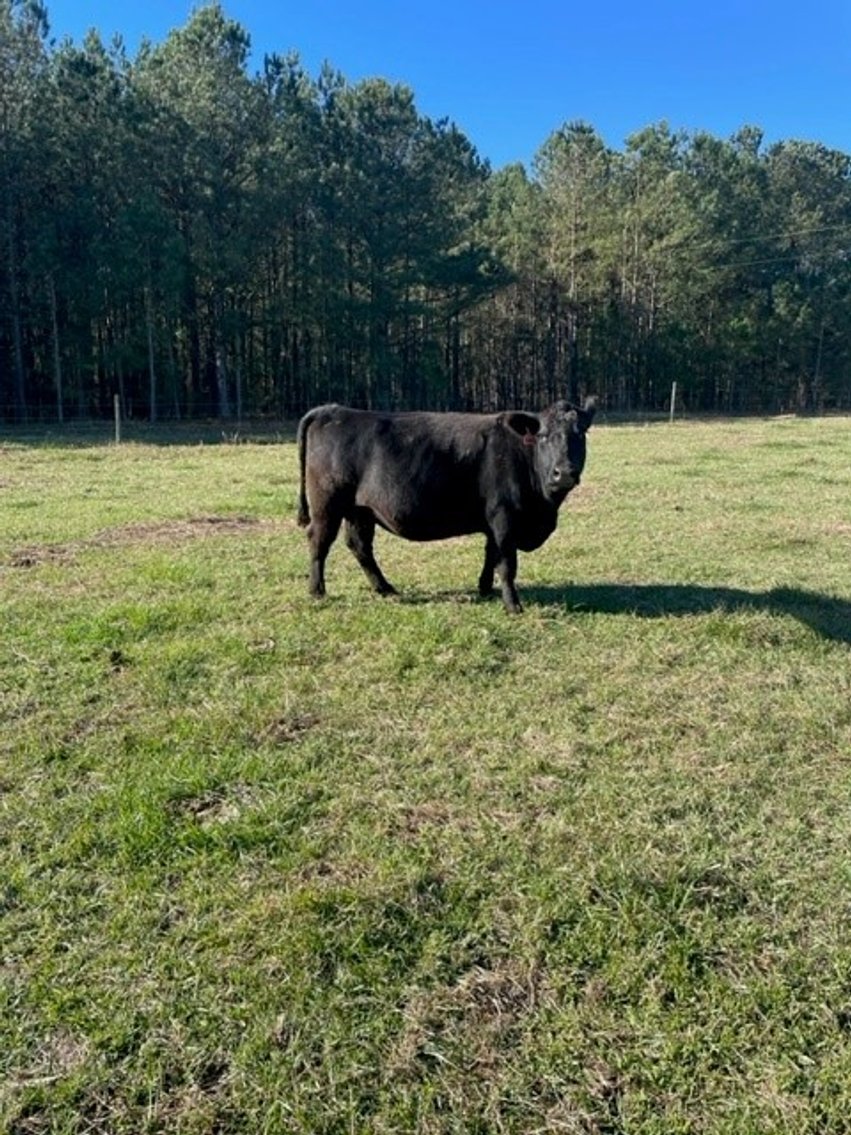 Image for CATTLE AUCTION