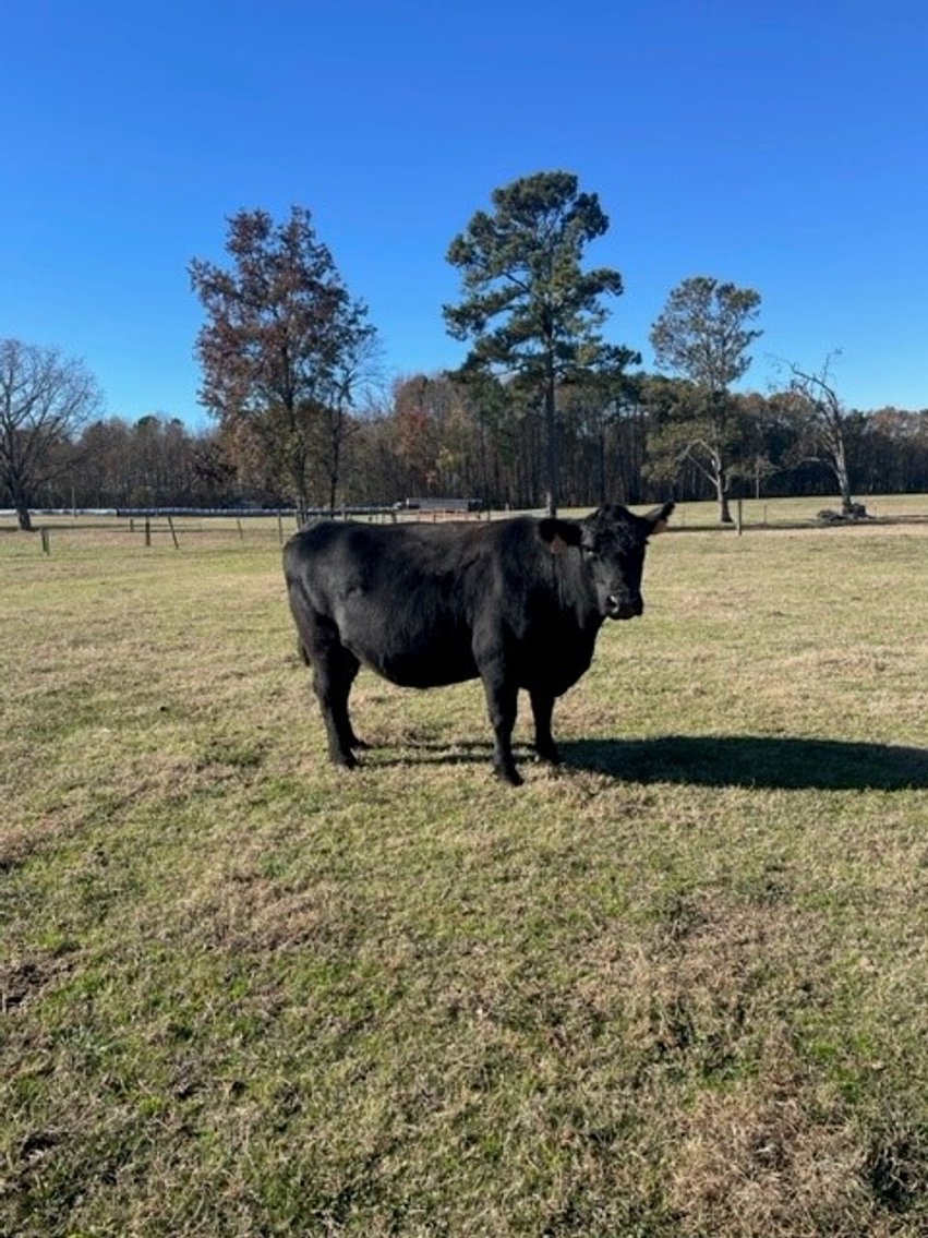 Image for CATTLE AUCTION