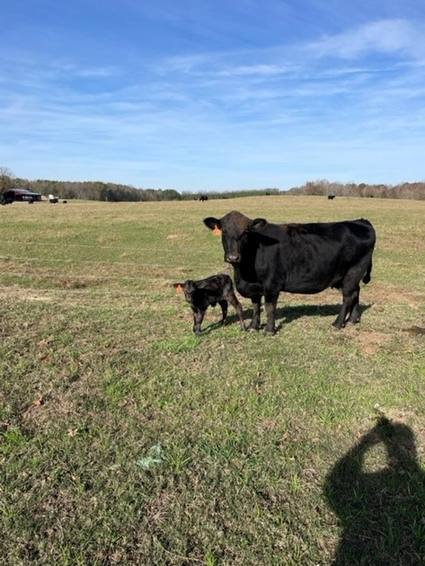 Image for CATTLE AUCTION