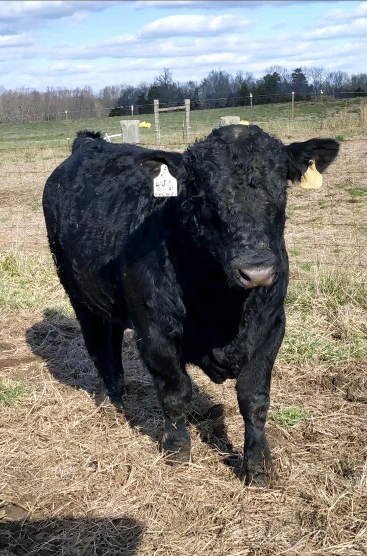 Image for CATTLE AUCTION