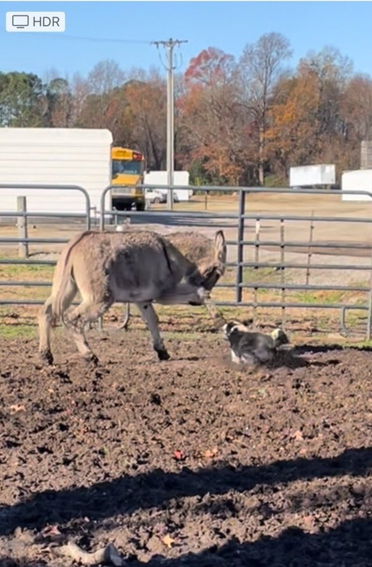 Image for CATTLE AUCTION