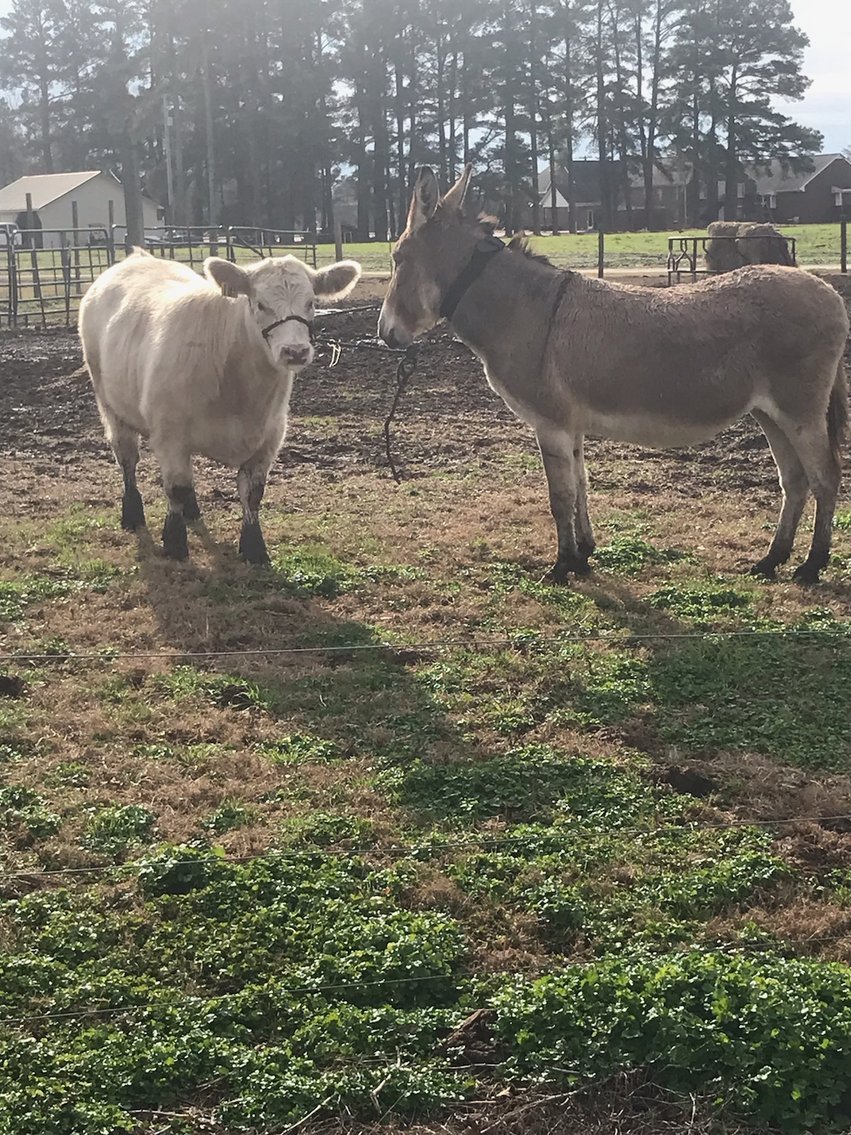 Image for CATTLE AUCTION