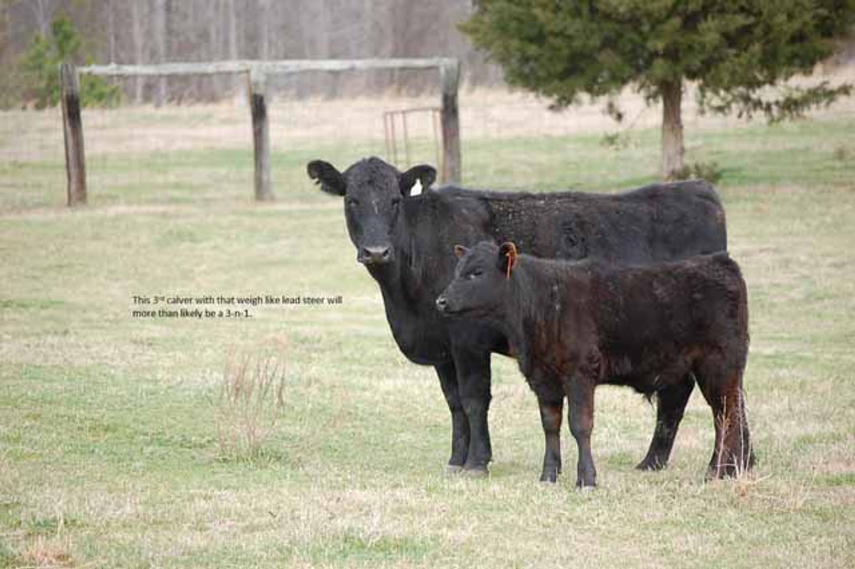 Image for Cattle Auction - Complete Herd Dispersal - Charles Lynch