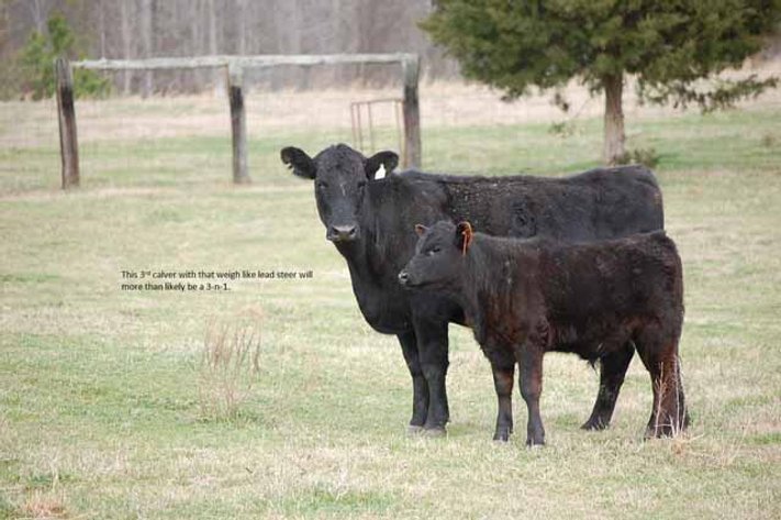 Cattle Auction - Complete Herd Dispersal - Charles Lynch