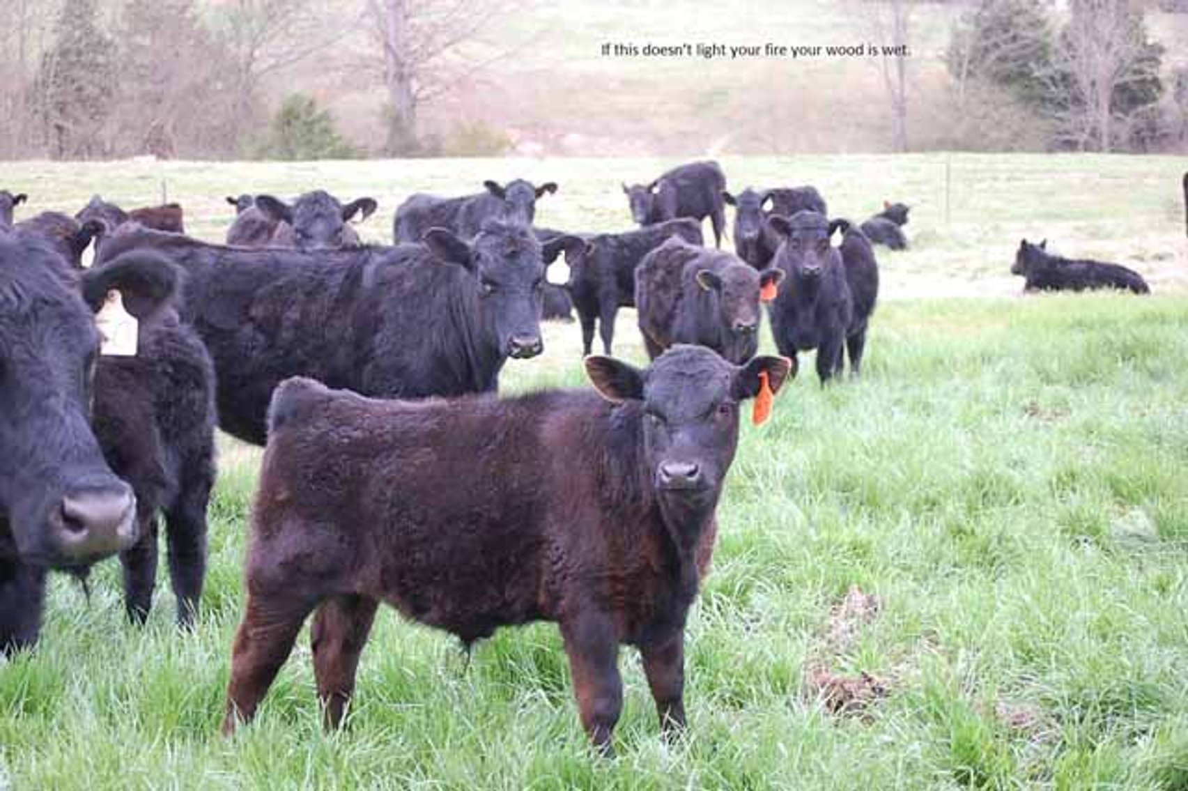 Image for Cattle Auction - Complete Herd Dispersal - Charles Lynch