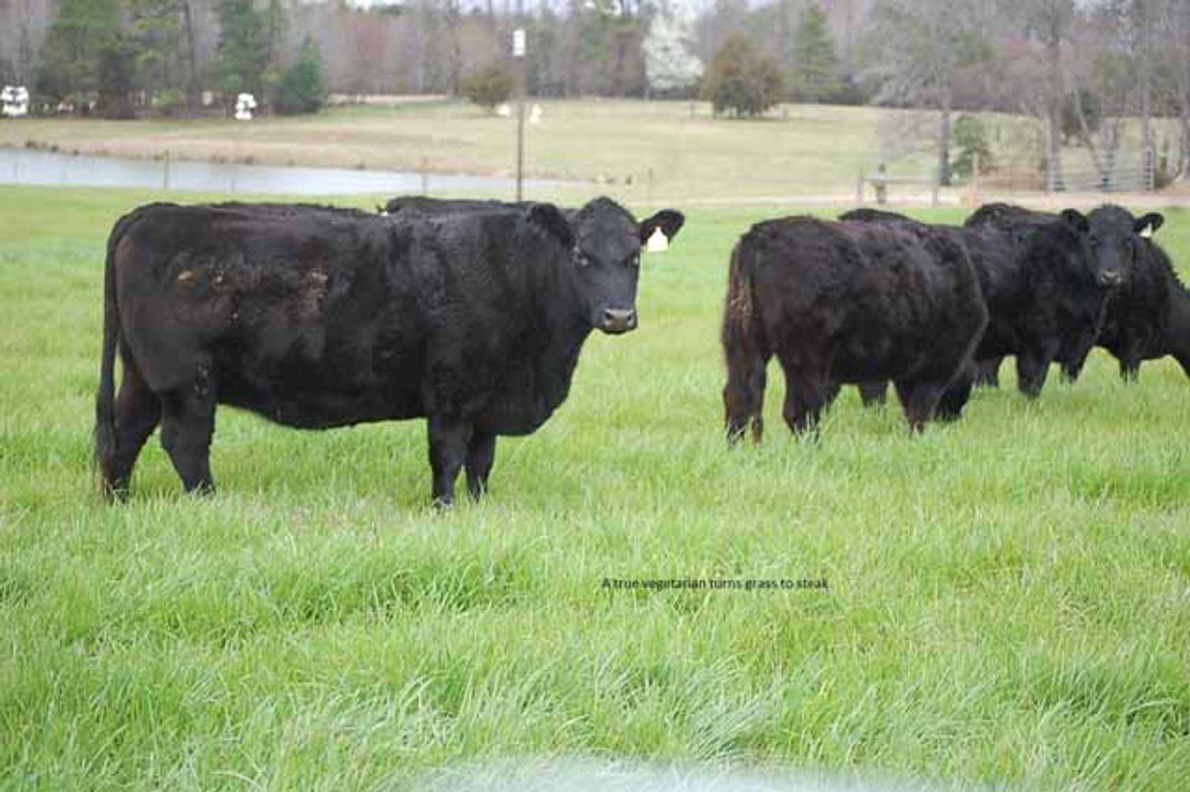 Image for Cattle Auction - Complete Herd Dispersal - Charles Lynch