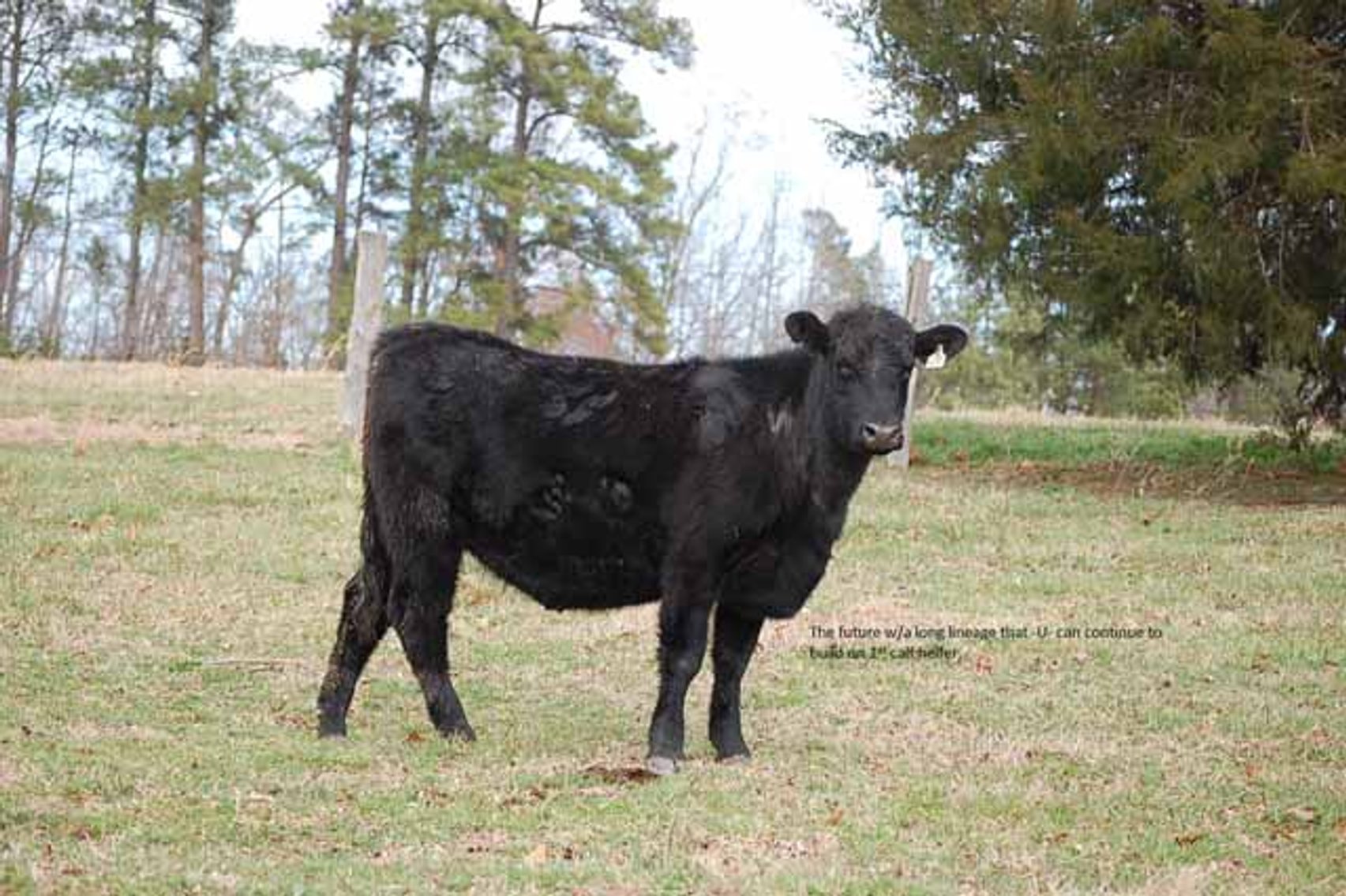 Image for Cattle Auction - Complete Herd Dispersal - Charles Lynch