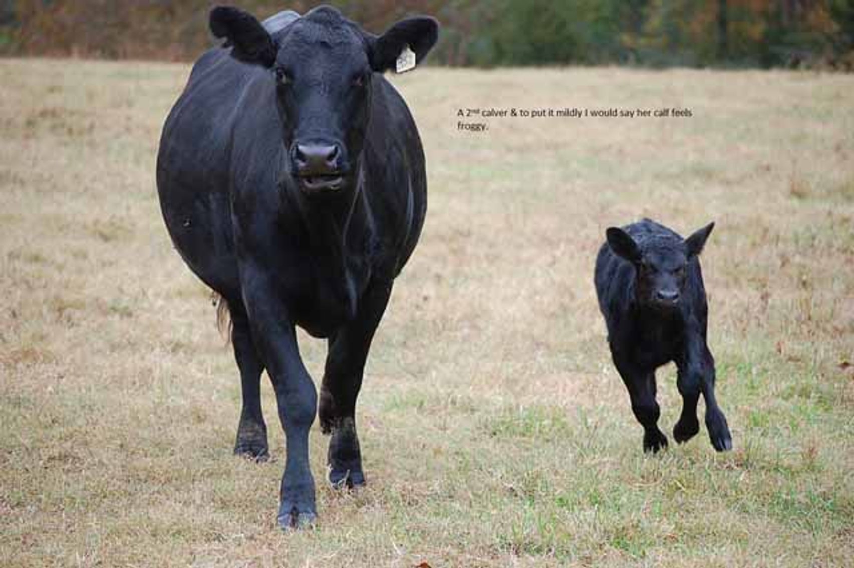 Image for Cattle Auction - Complete Herd Dispersal - Charles Lynch